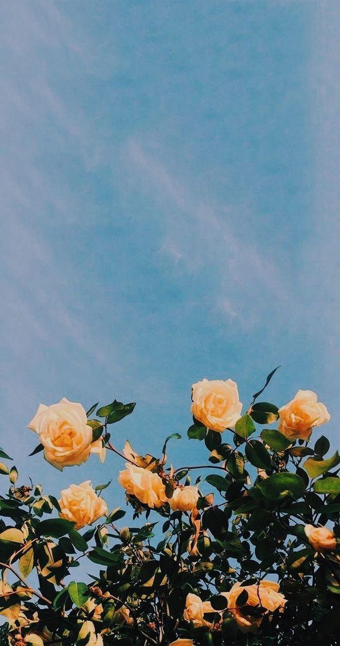 662x1257 Blush roses iPhone wallpaper Wallpaper