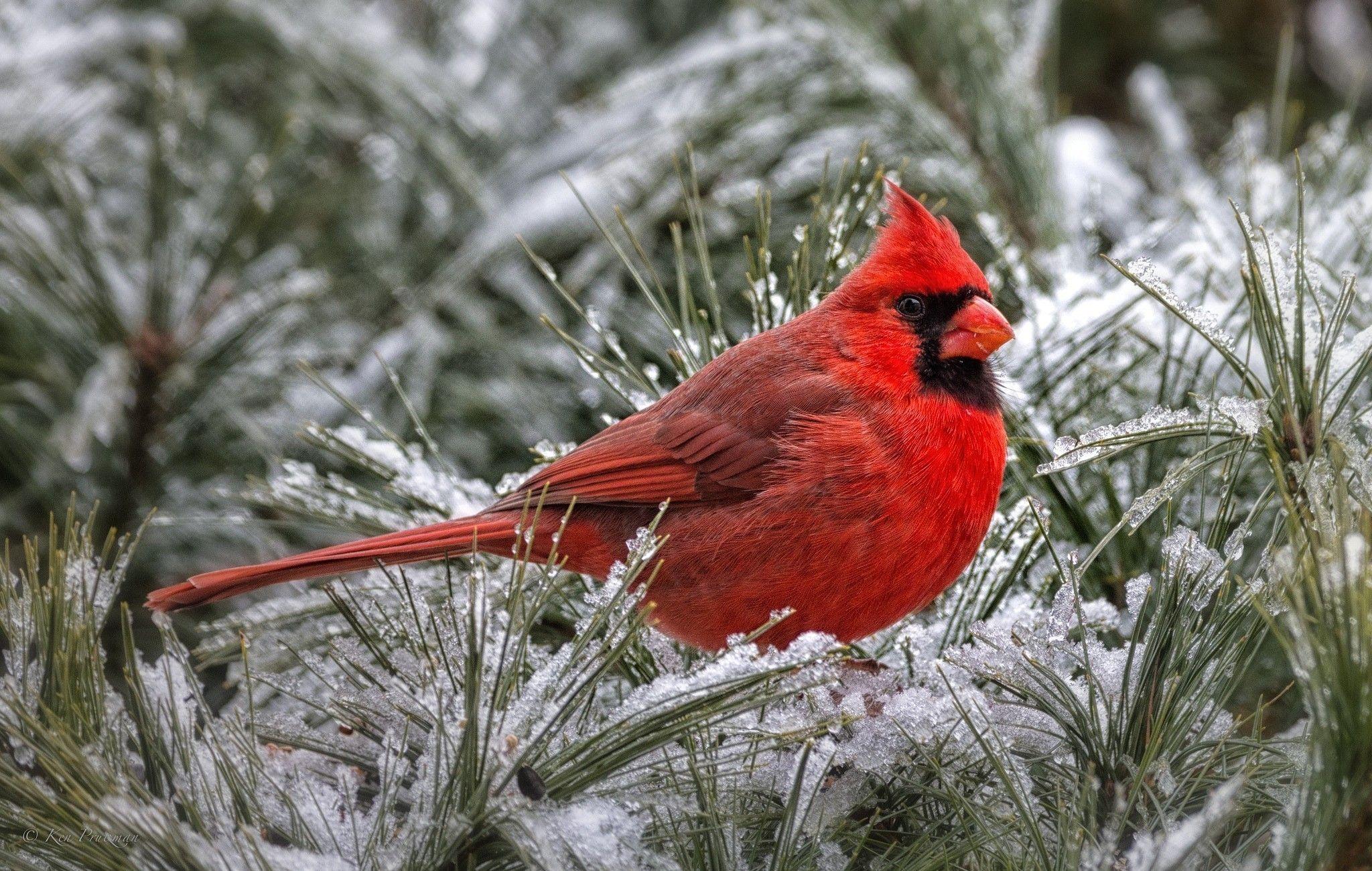 2048x1300 Cardinal Wallpaper. Cardinal Background. Cardinal birds, Bird picture, Animals