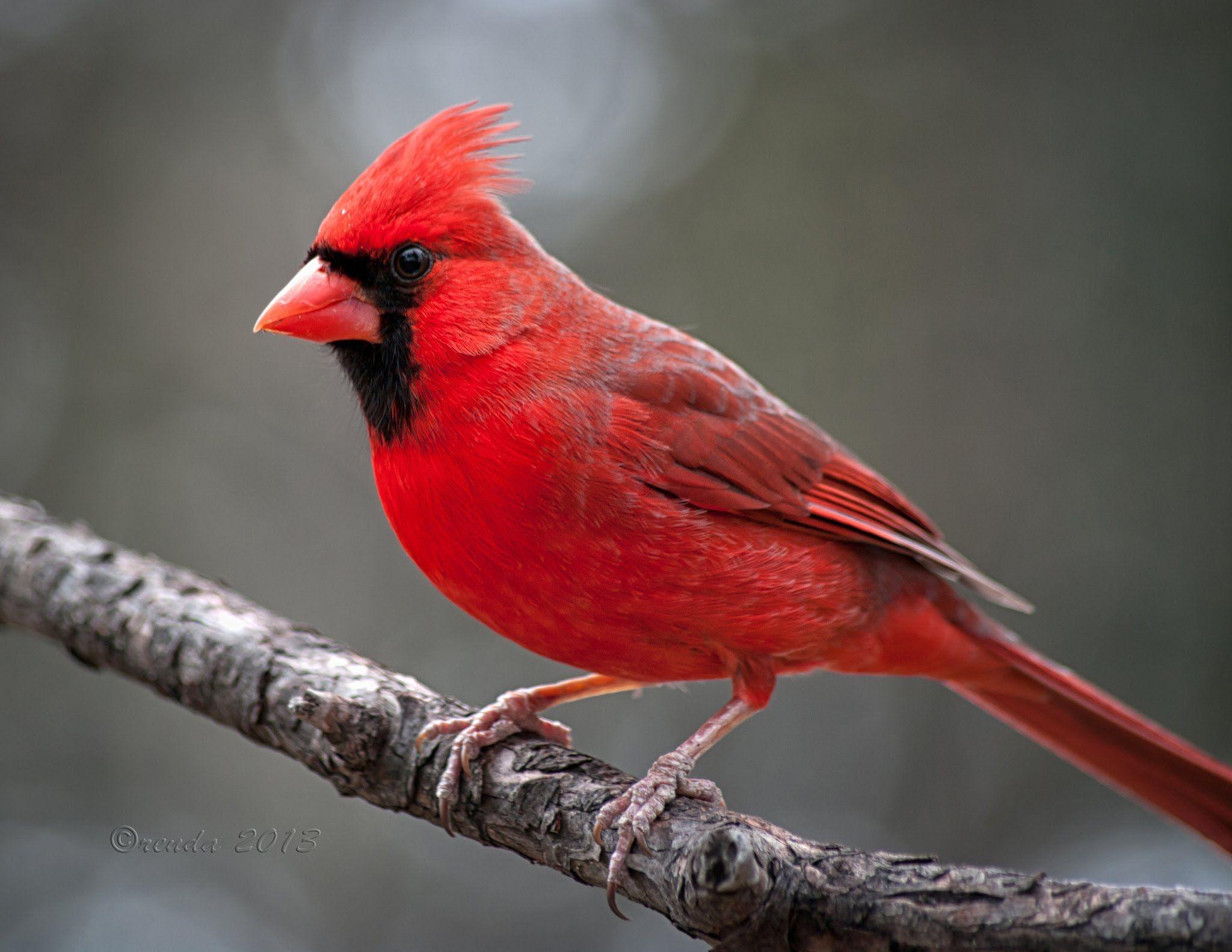 Red Cardinal Bird Wallpapers Top Free Red Cardinal Bird Backgrounds Red Cardinal Bird Wallpapers Top Free Red Cardinal Bird Backgrounds