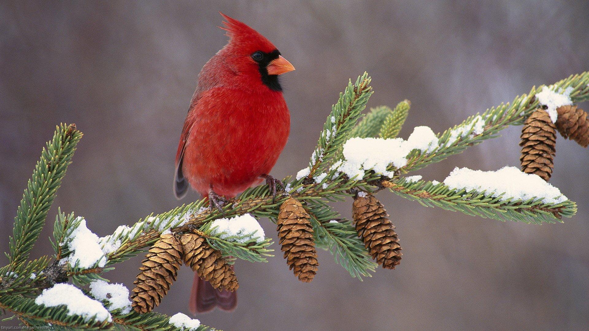 1920x1080 Red Bird on a Branch HD Wallpaper