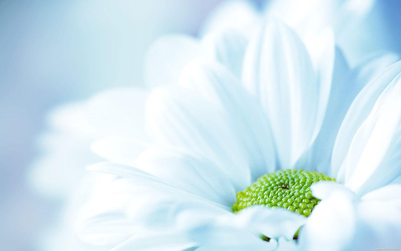 1280x800 Free download description flower wallpaper light blue chrysanthemums light blue [1280x800] for your Desktop, Mobile & Tablet. Explore Light Blue Floral Wallpaper. Blue and White Floral Wallpaper, Blue Floral