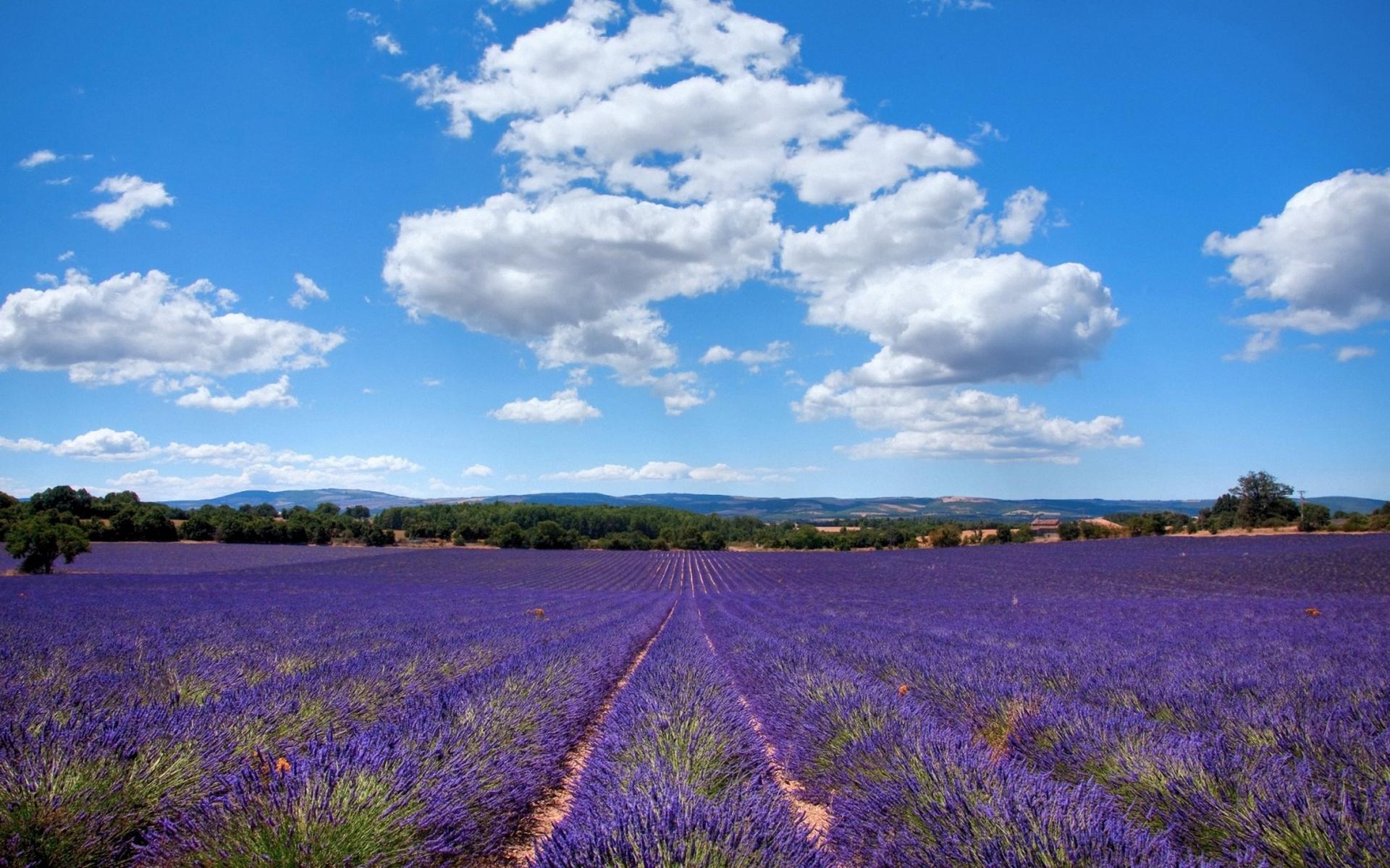 1920x1200 Lavender Field Sunny Clouds wallpaper. Lavender Field Sunny Clouds