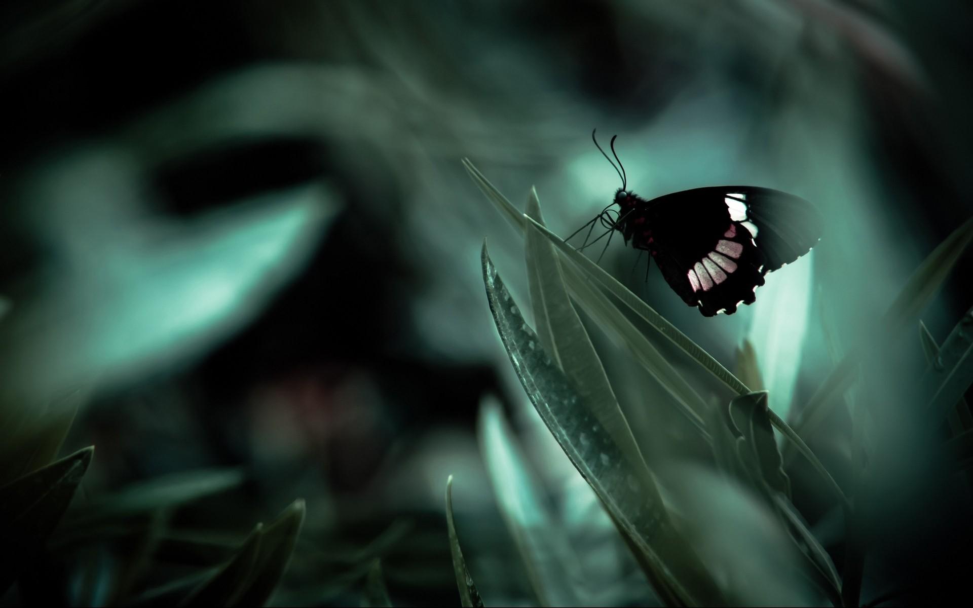 1920x1200 Butterfly, Grass, Shade, Dark wallpaper
