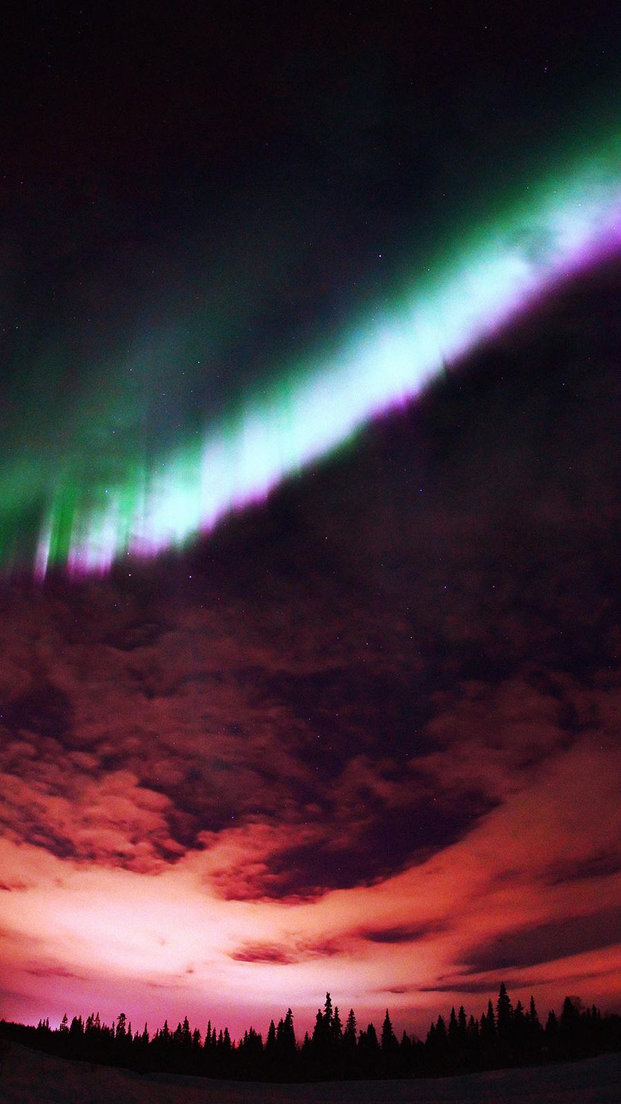900x1600 Aurora Purple Sky & Forest Wallpaper Free Download