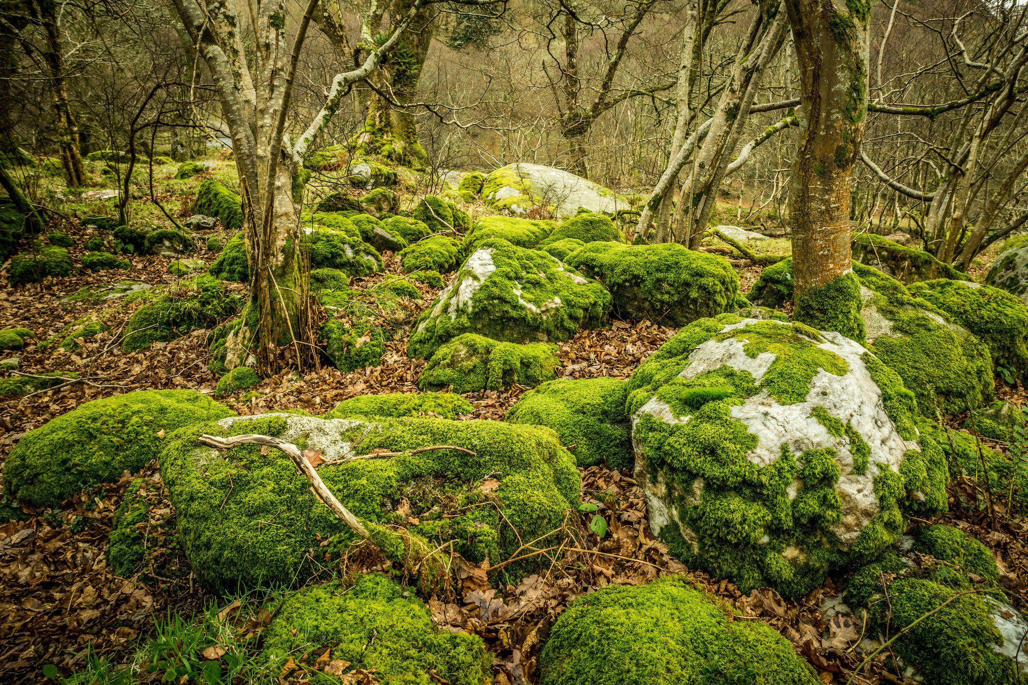 Сфагнум в лесу. Лес Вереск ручей Шотландия. Мхи Уиклоу Маунтинс Ирландия. Кэрсивин Ирландия лес. Кельтские широколиственные леса Ирландии.