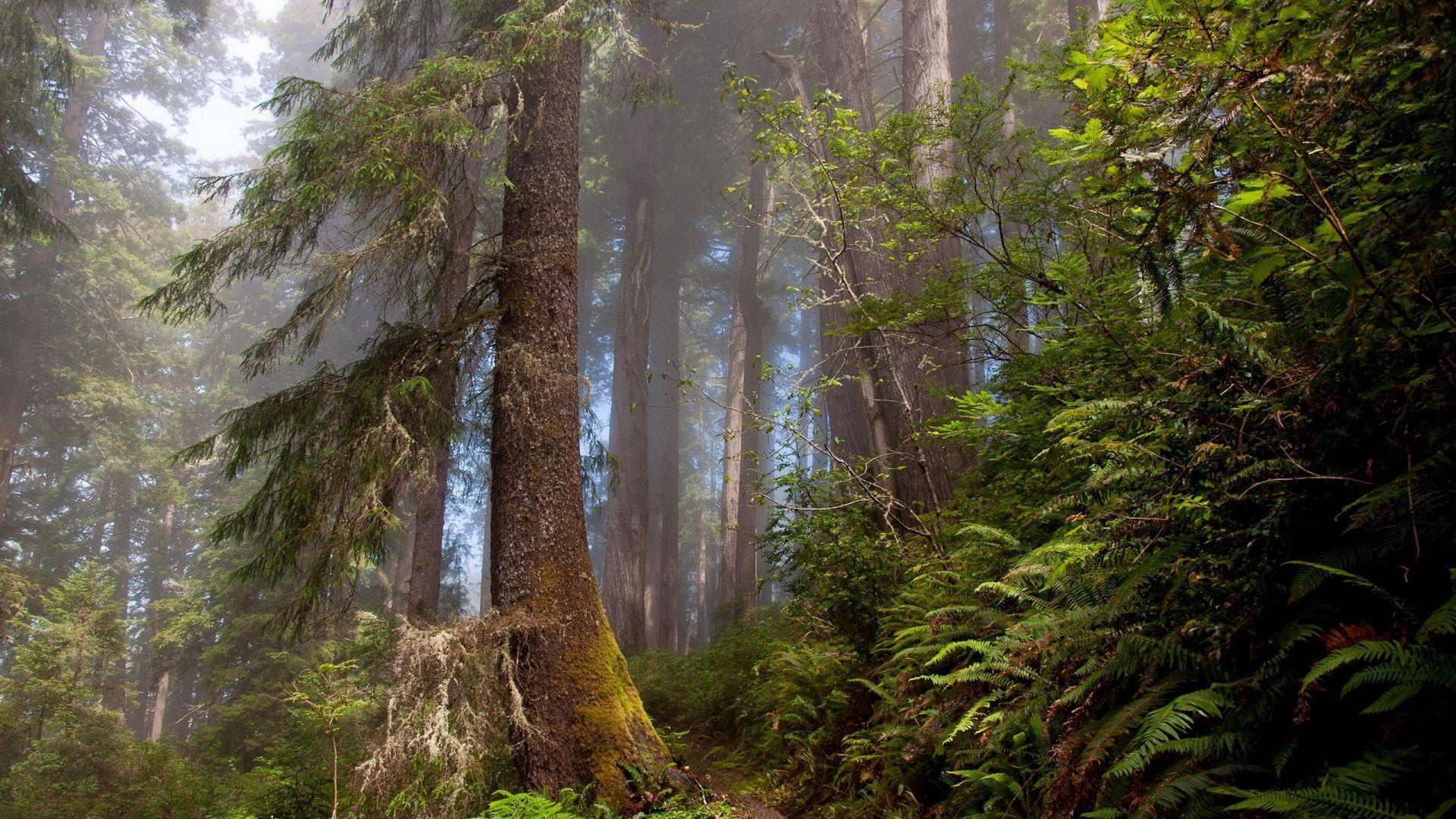 Ireland Forest Desktop Wallpapers Top Free Ireland Forest Desktop