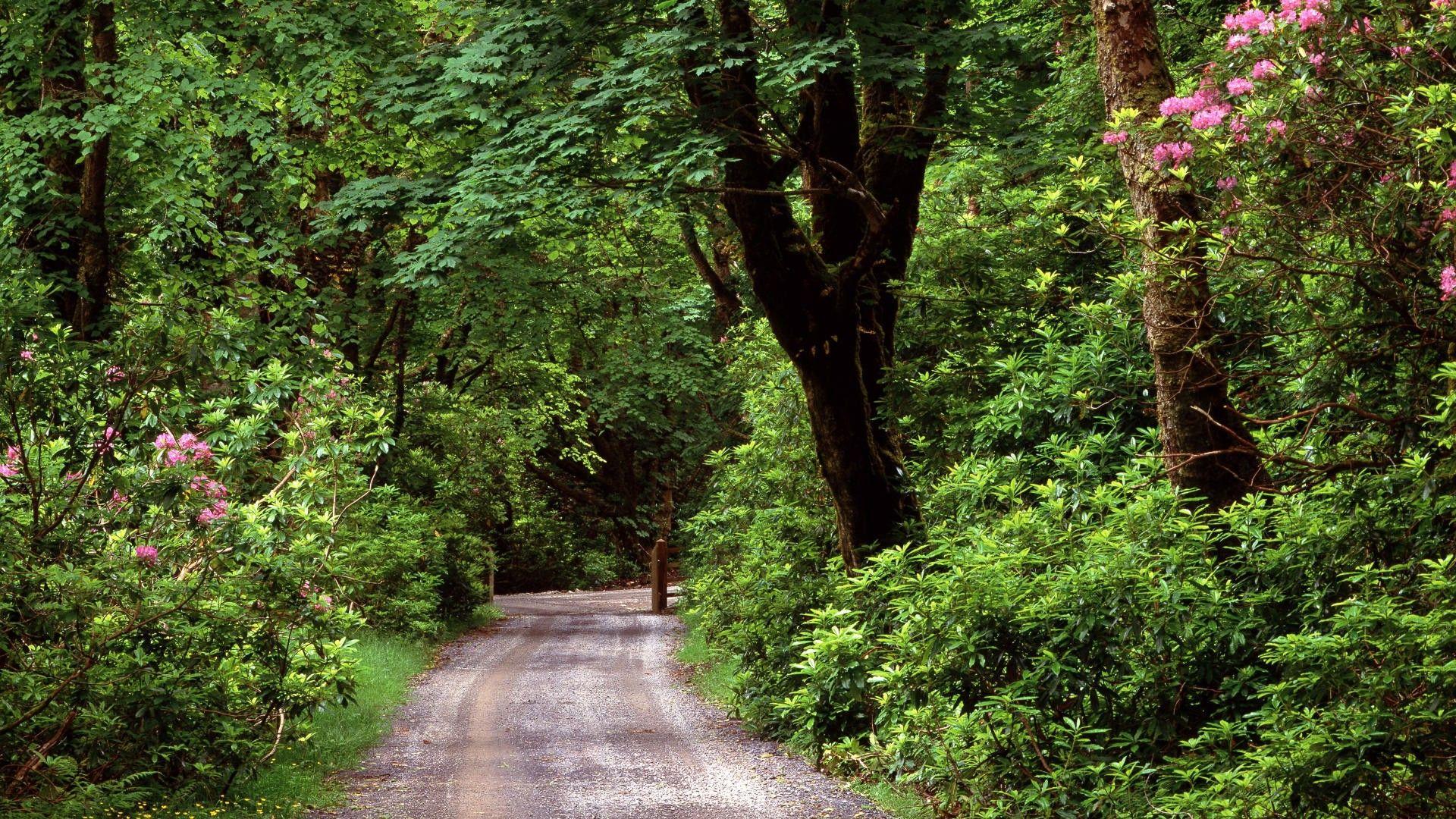 Ireland Forest Desktop Wallpapers Top Free Ireland Forest Desktop