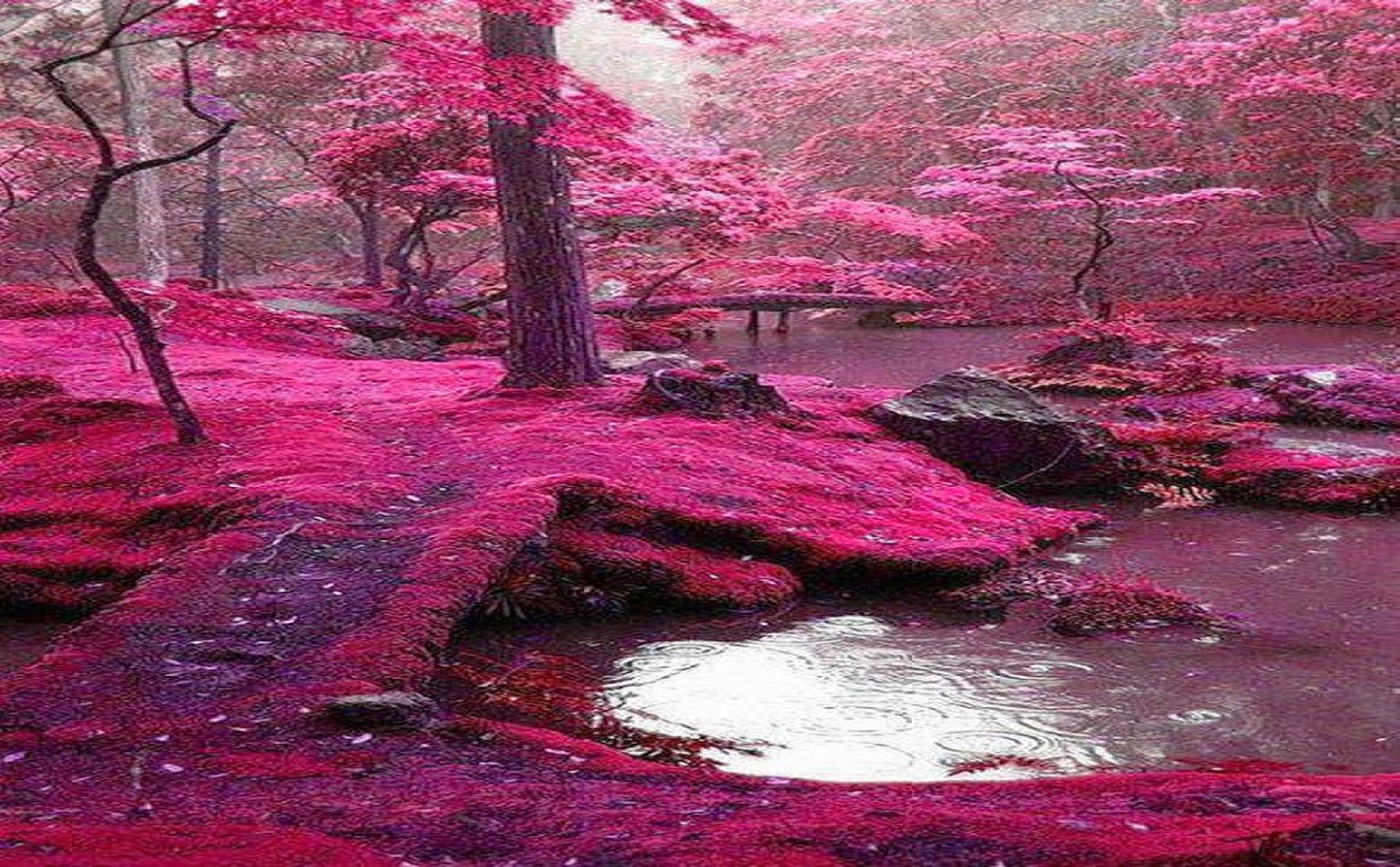 1532x949 Wallpaper Free Download Me: Forest of Ireland Picture