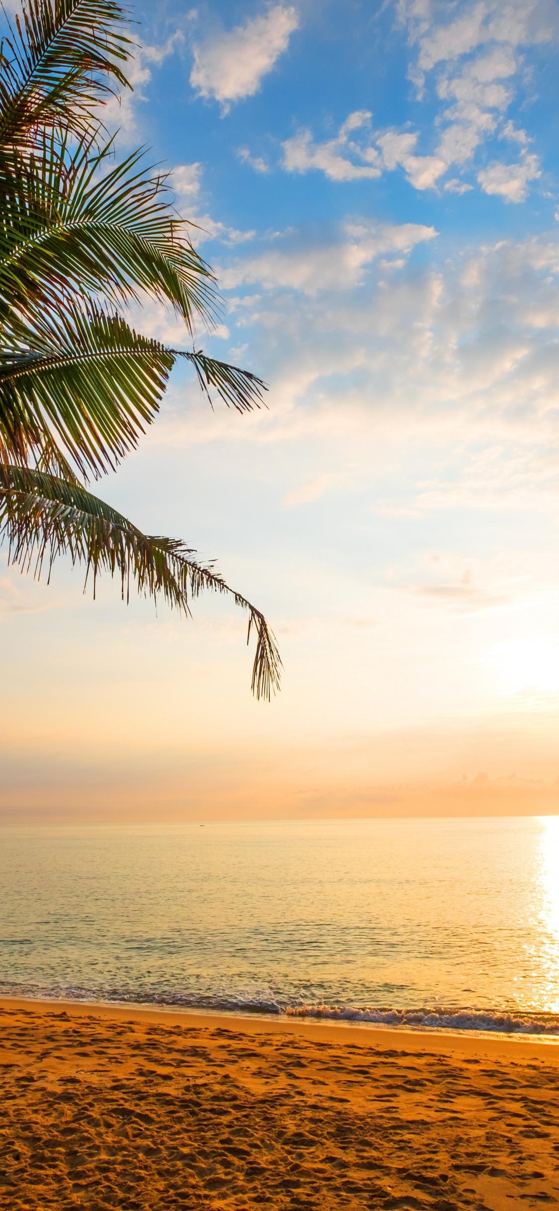 1125x2436 Palm Tree, Sand, Beach, Sunny Day, Holiday, Wallpaper