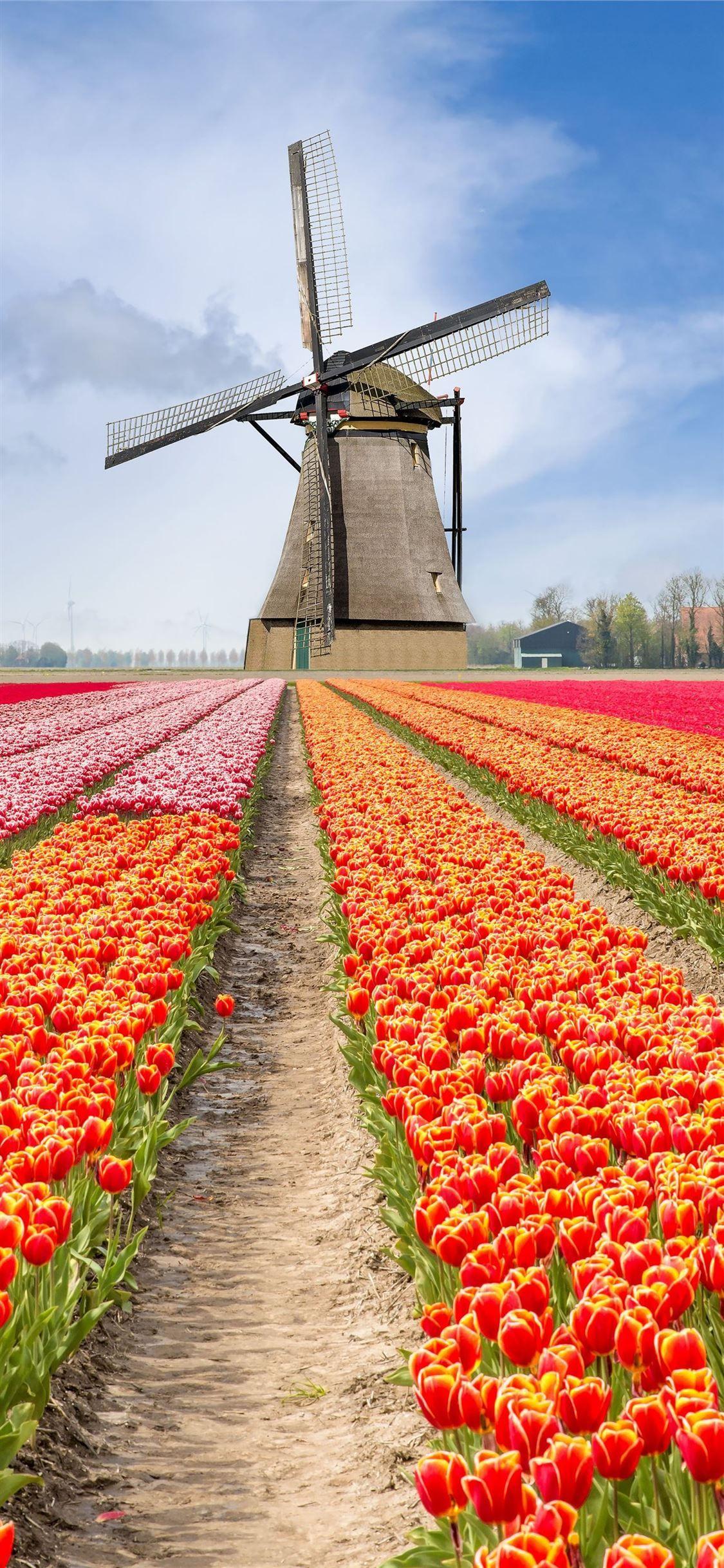 1125x2436 Tulip Fields of Netherlands #TulipFieldsofNetherlands mostbeautifulplacestovisit #iPhoneXWallpaper. Beautiful nature, Beautiful landscapes, Beautiful gardens