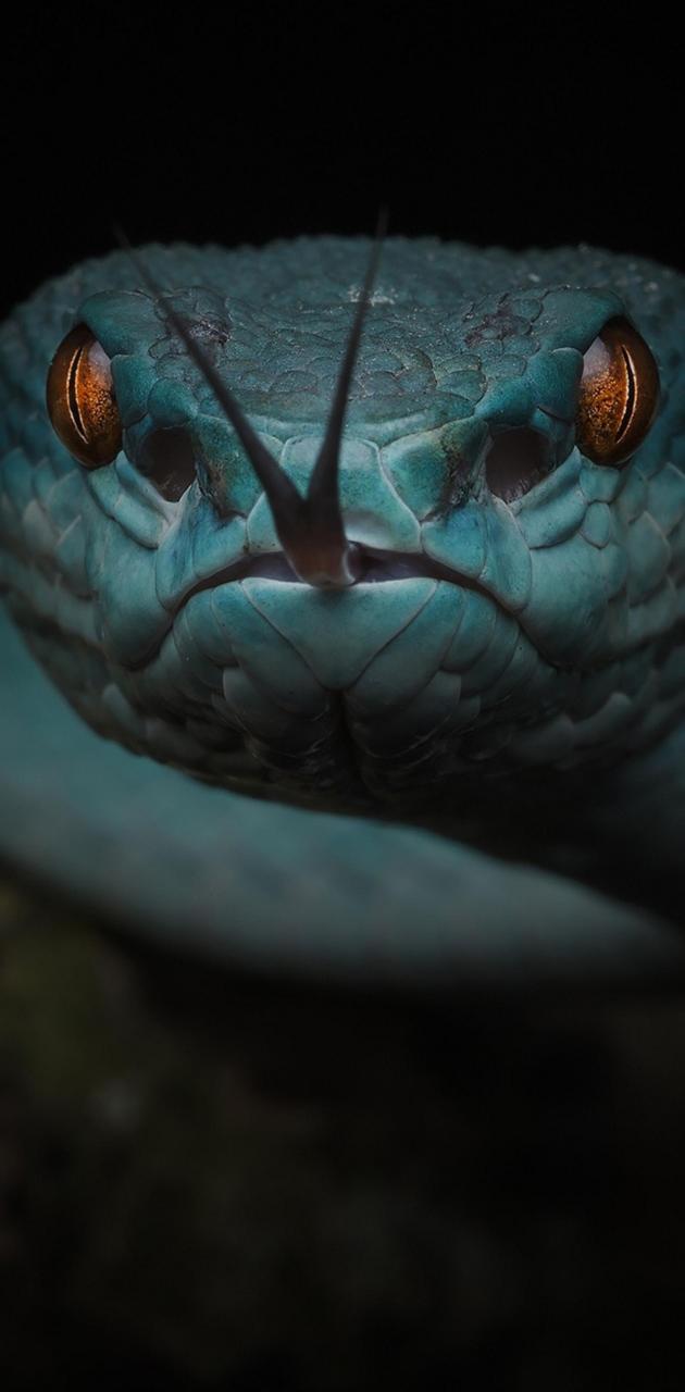 630x1280 Viper Snake wallpaper