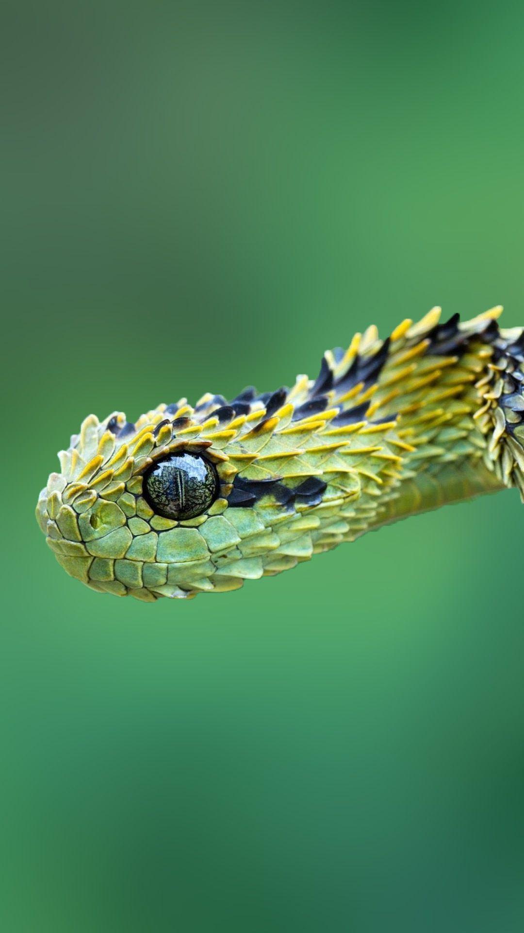 1080x1920 Bush Viper Wallpaper
