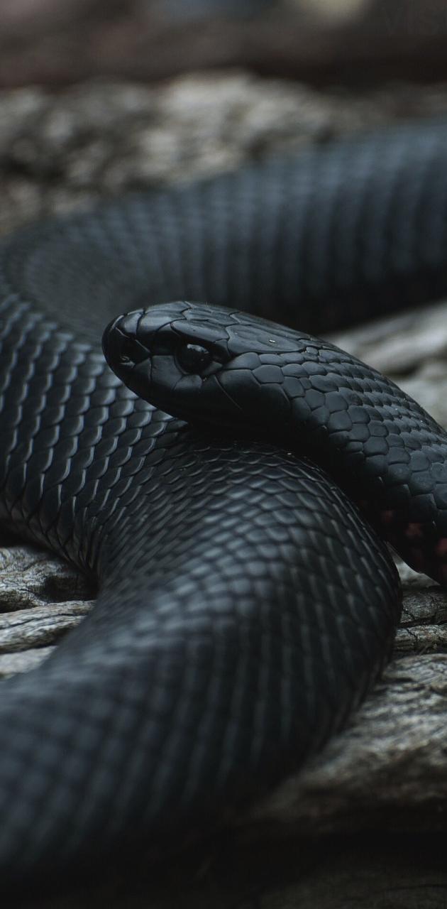 630x1280 Black snake wallpaper