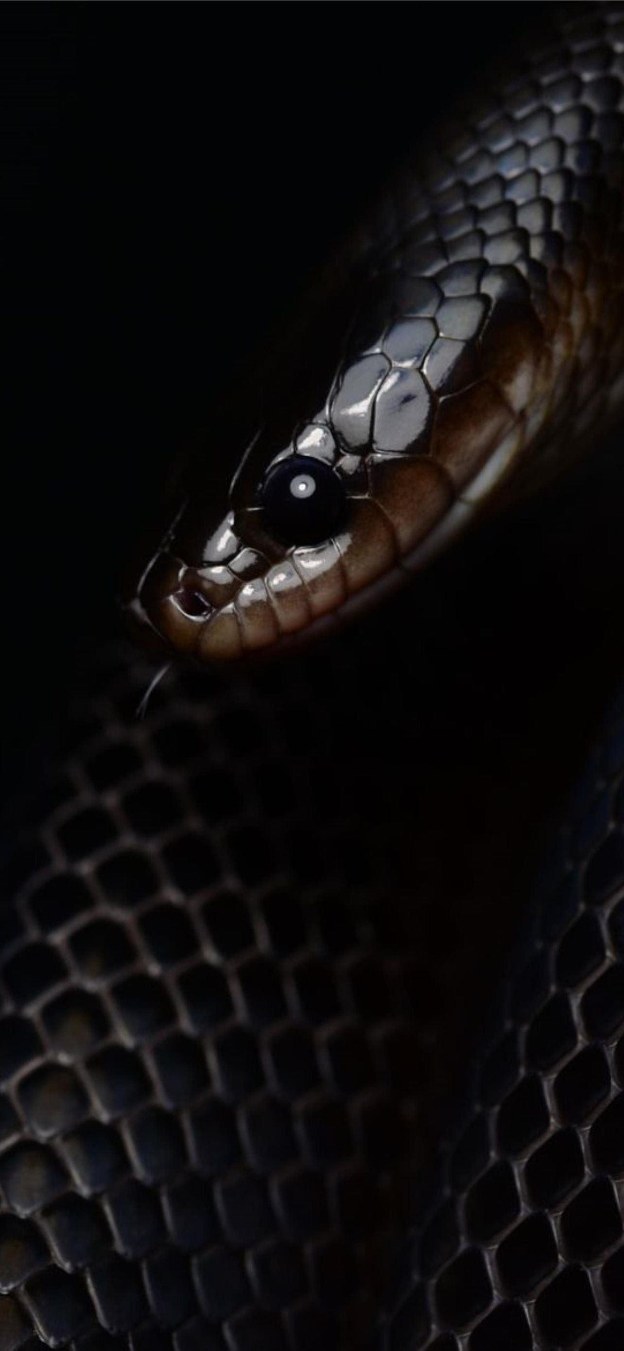 1284x2778 Latest Snake iPhone HD Wallpaper