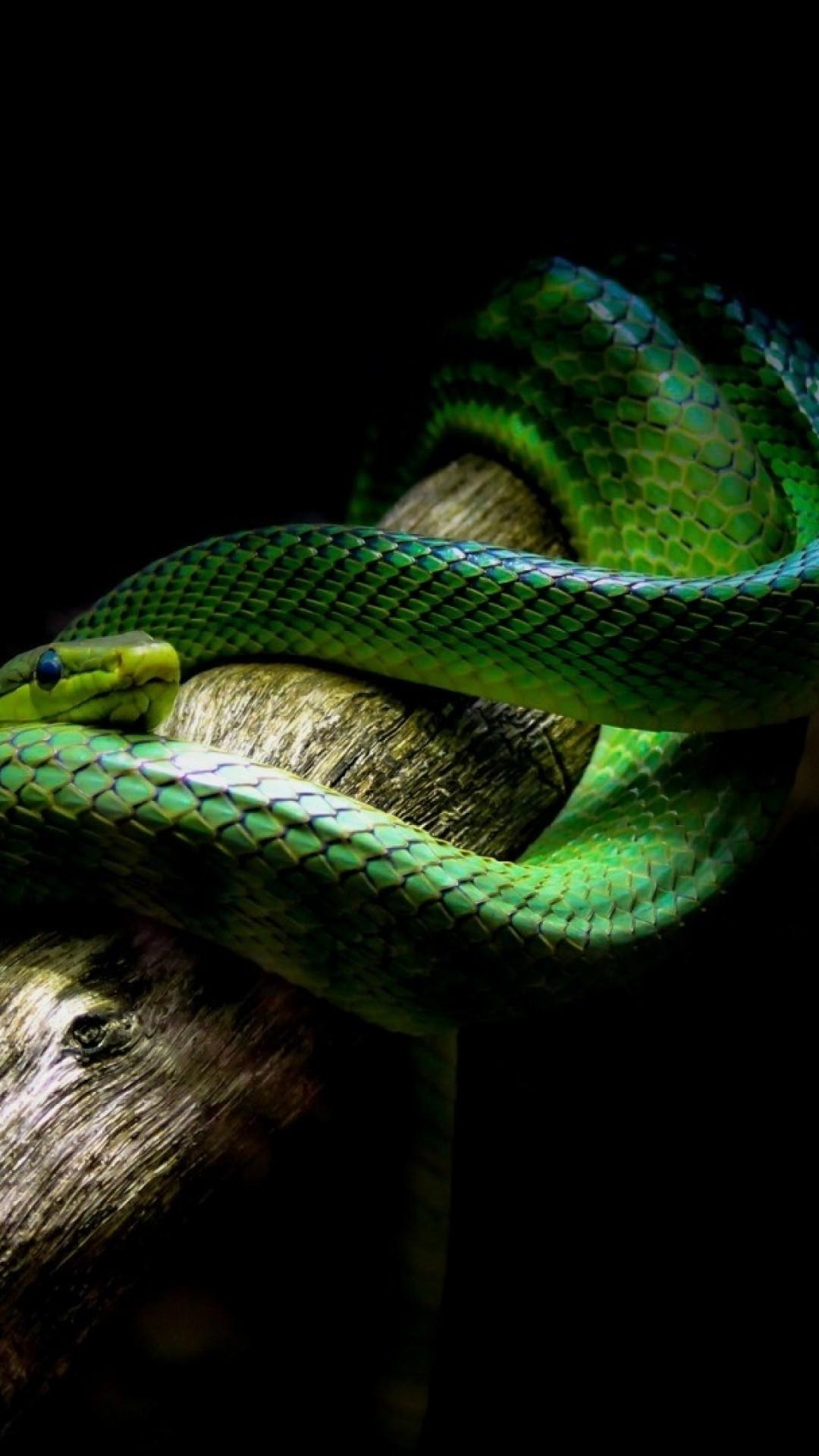 1080x1920 Download 1080x1920 Green Snake, Viper Wallpaper for iPhone iPhone 7 Plus, iPhone 6+, Sony Xperia Z, HTC One