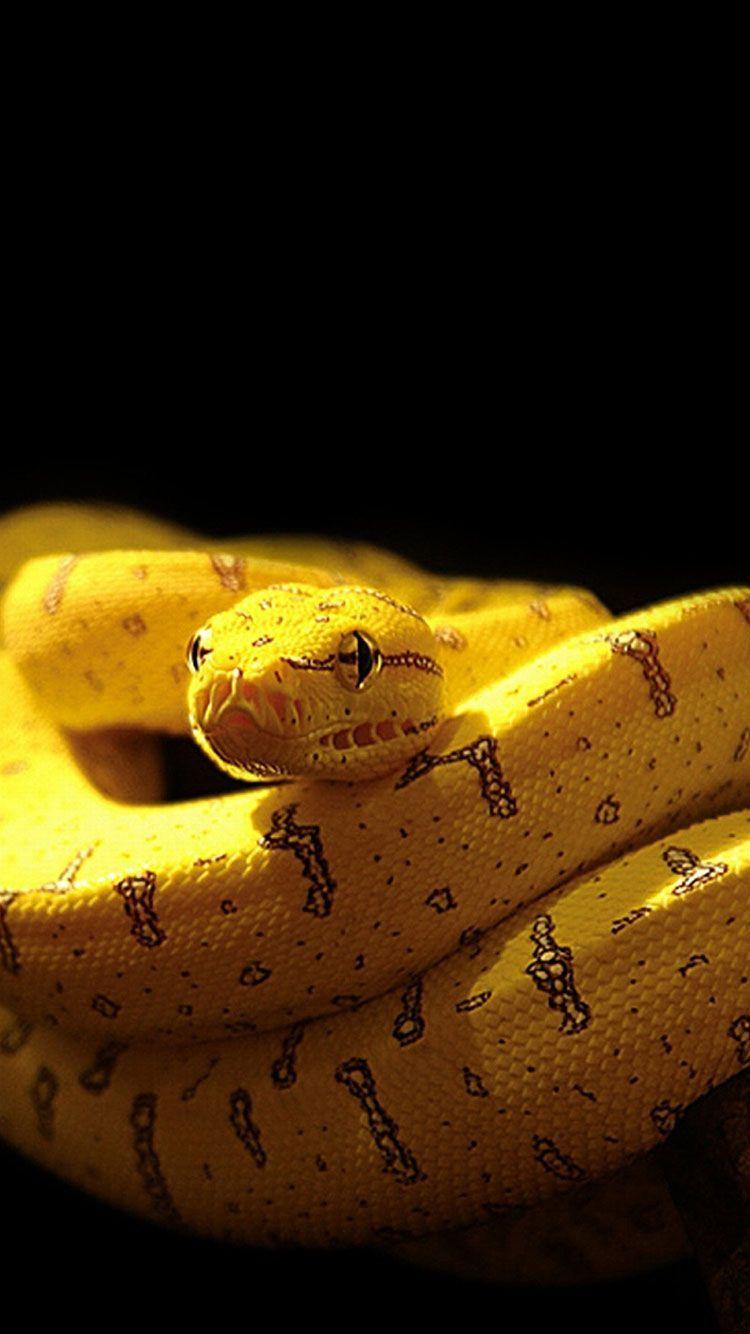 750x1334 Red Snake Aesthetics Wallpaper
