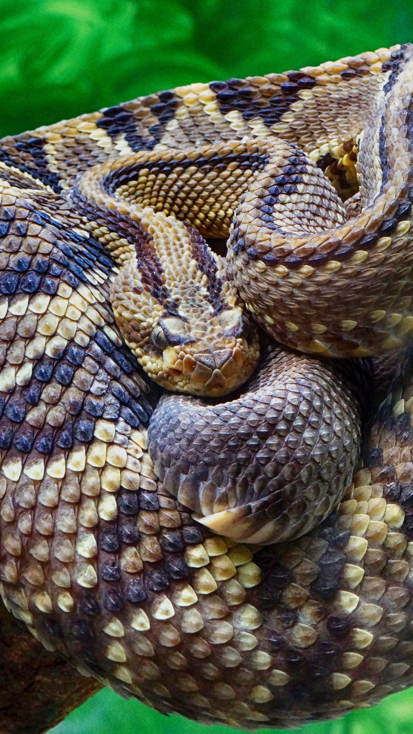 1440x2560 Wallpaper Rattlesnake, Snake, Scales Wallpaper iPhone