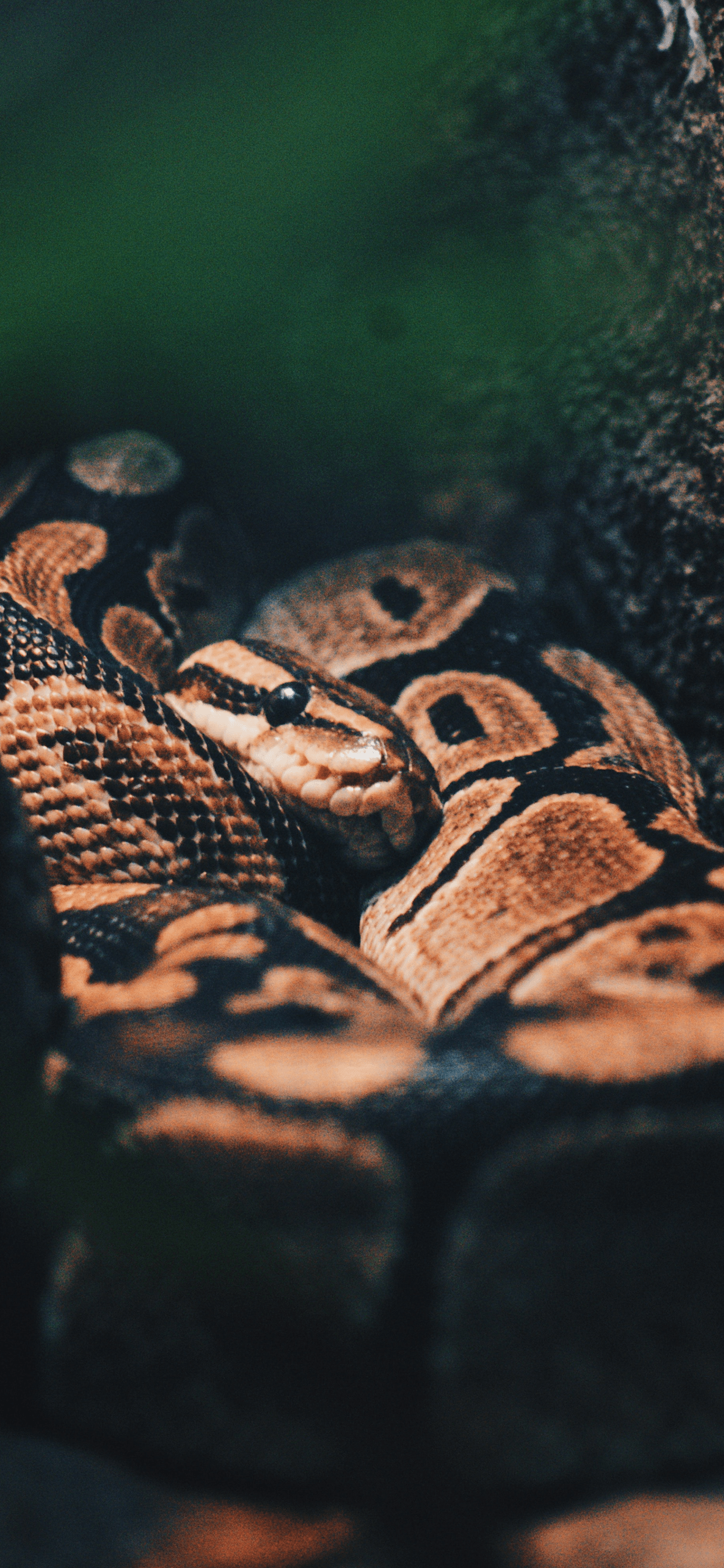 1242x2688 iPhone 6 Snake Wallpaper