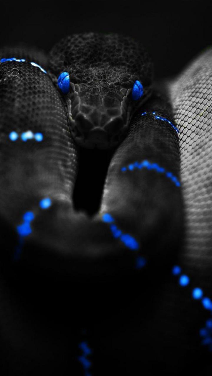 720x1280 Viper Snake Wallpaper 2560x1600 81827