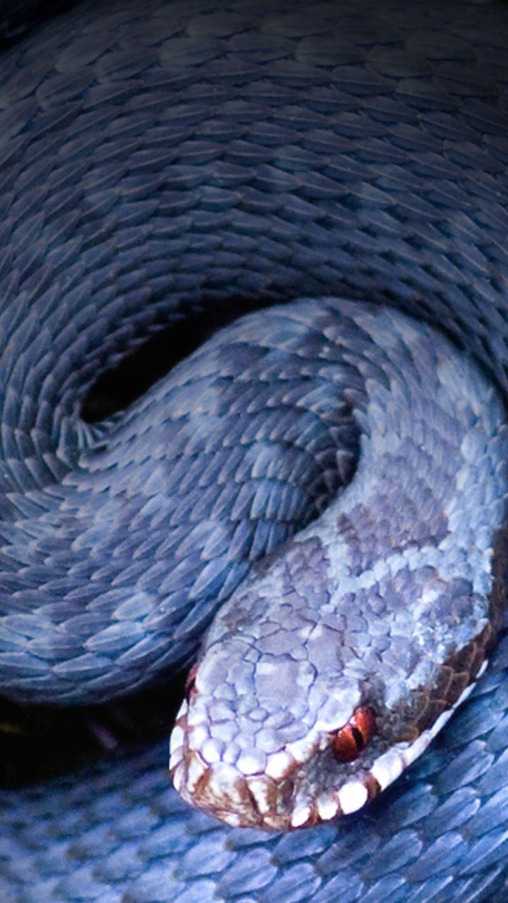 720x1280 Bush Viper Wallpaper