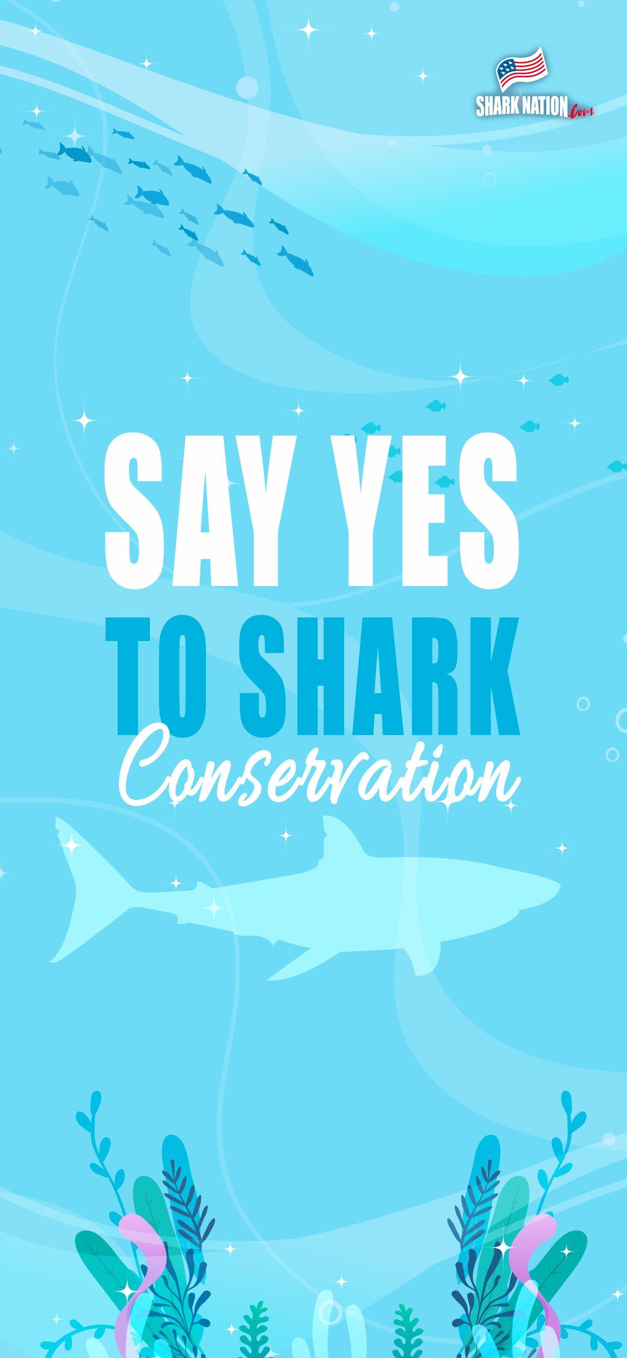 1242x2688 Shark iPhone wallpaper