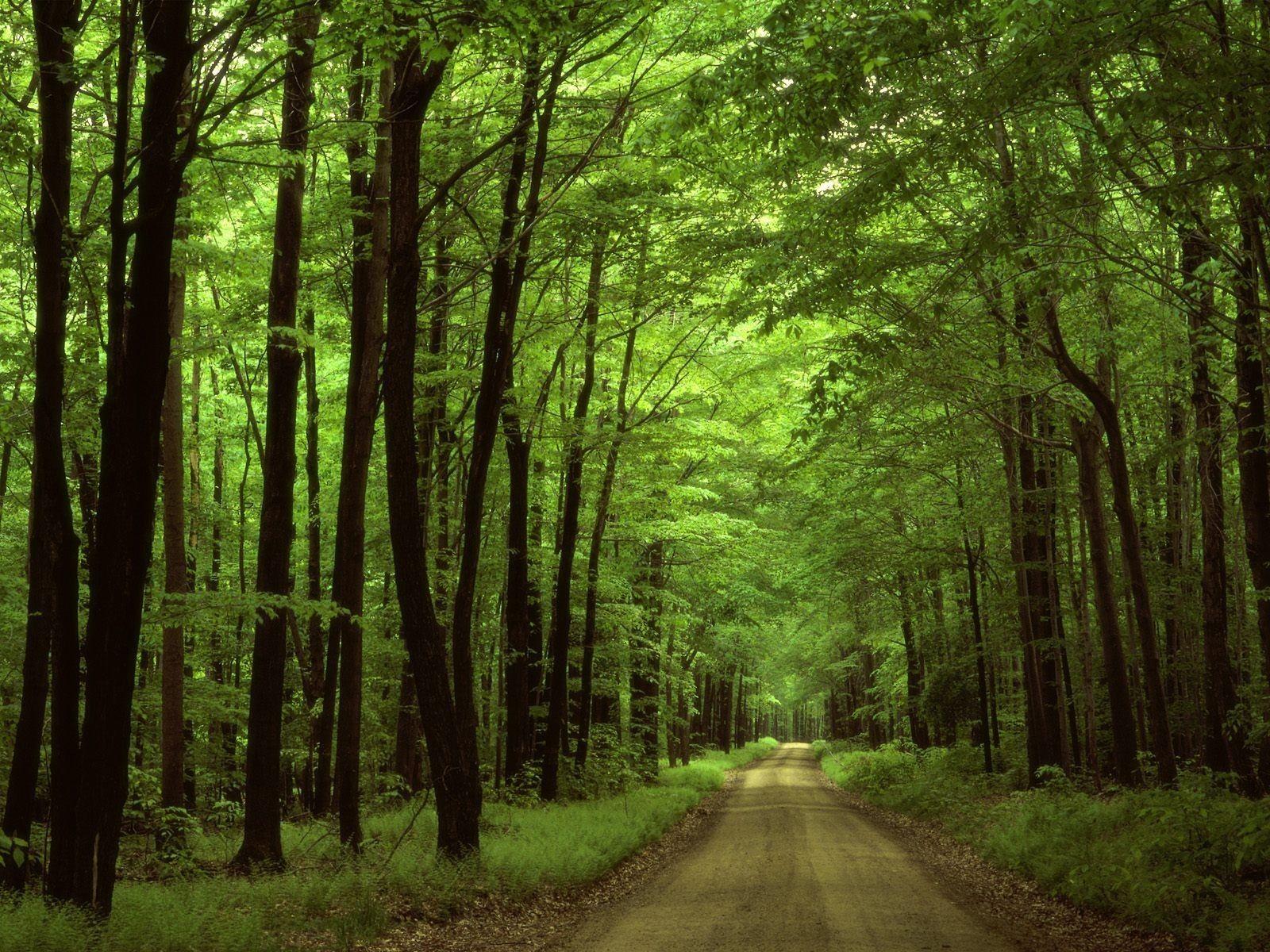 1600x1200 Green Trees Nature forest Desktop themes Elegant Ireland forest
