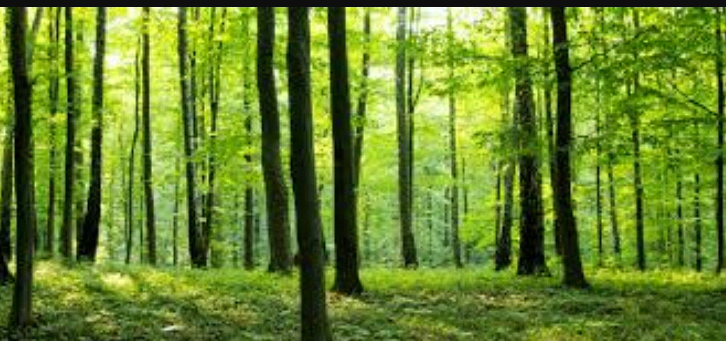 2544x1196 Forest Wallpaper For Walls HD Pics Photo Aif Links Association Of