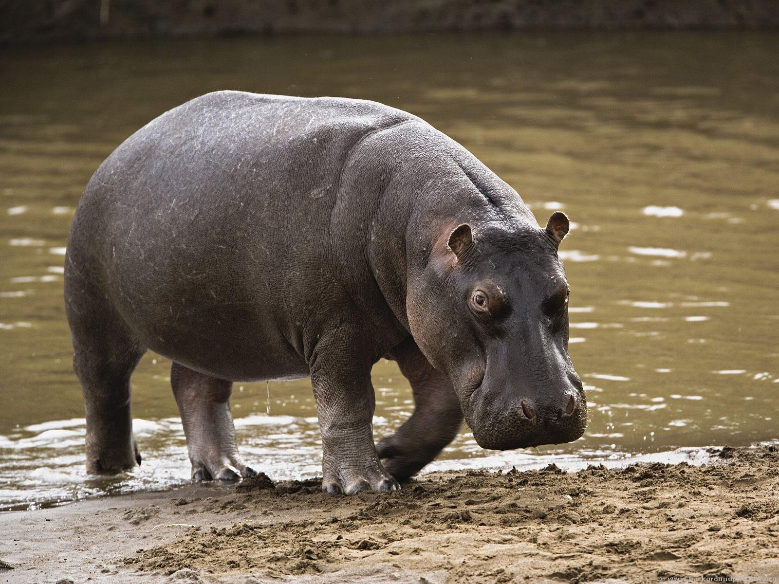 1600x1200 hippopotamus, Hippo, 13 Wallpaper HD / Desktop and Mobile Background
