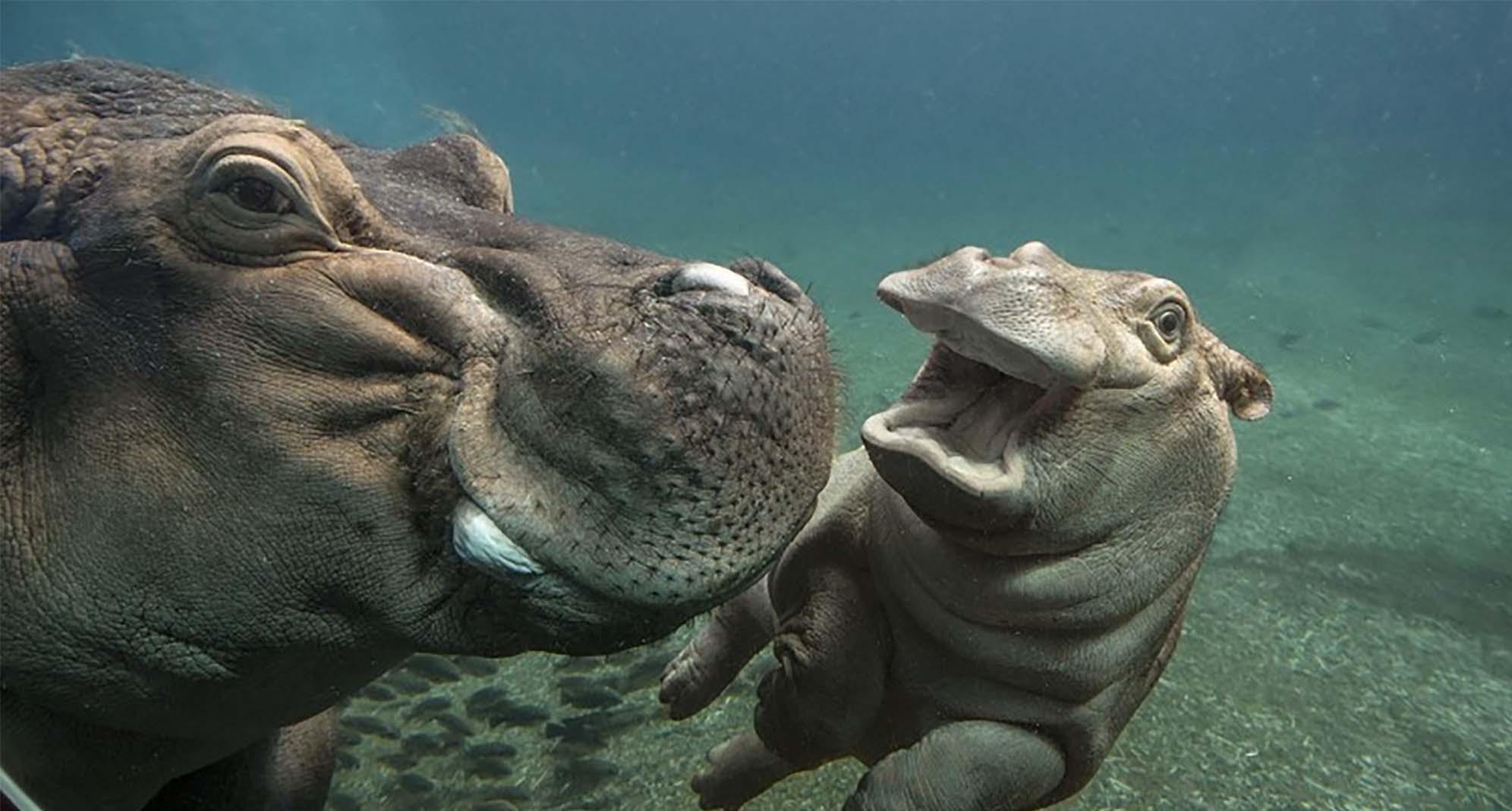 1992x1069 Hippo wallpaper, Animal, HQ Hippo pictureK Wallpaper 2019