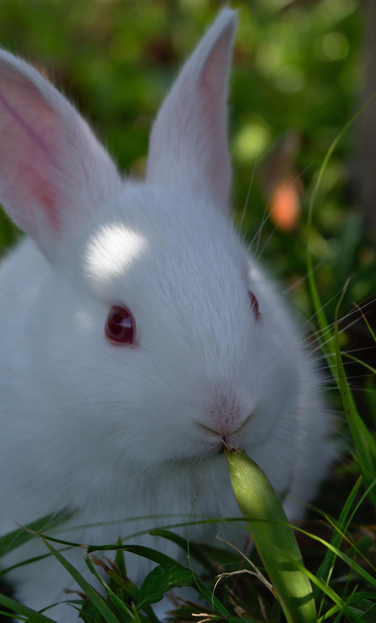1280x2120 Download 1280x2120 wallpaper cute, white rabbit, animal, iphone 6 plus, 1280x2120 HD image, background, 4812