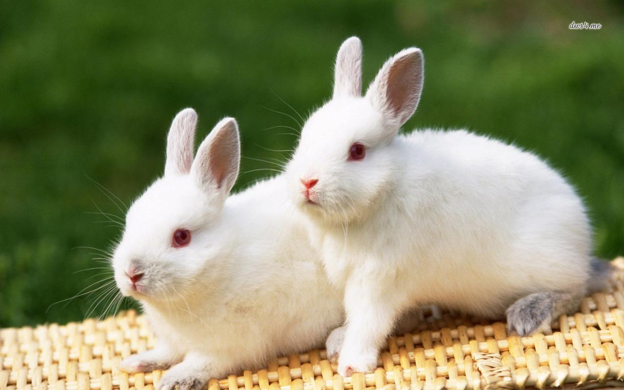 1280x800 Free download Download White Rabbits Animal Wallpaper 1280x800 Full HD Wallpaper [1280x800] for your Desktop, Mobile & Tablet. Explore White Rabbit Wallpaper. Bunny Wallpaper, Cute Bunny Wallpaper