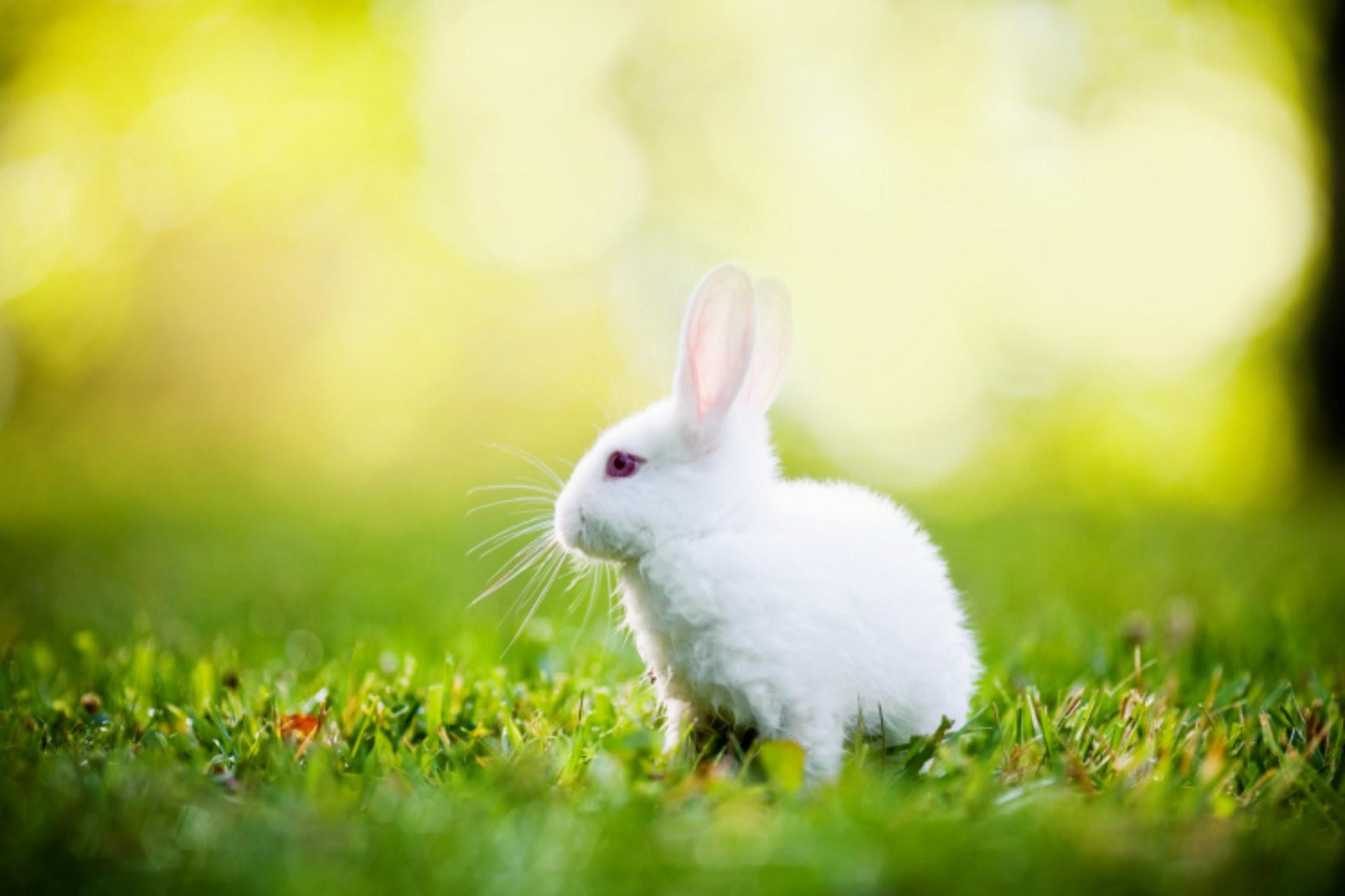 1920x1280 1920x Rabbit Wallpaper Morning White Rabbit