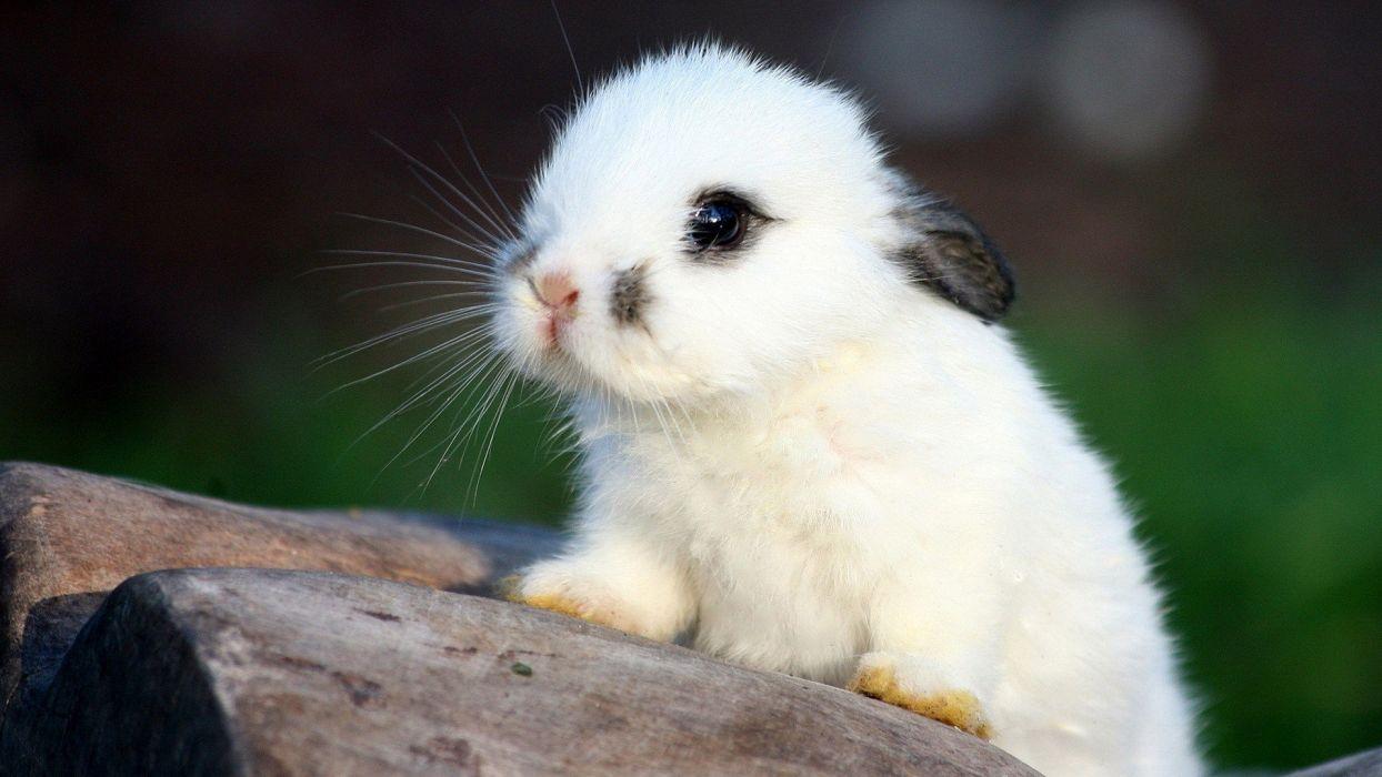 1244x700 Bunnies nature animals wallpaperx1080