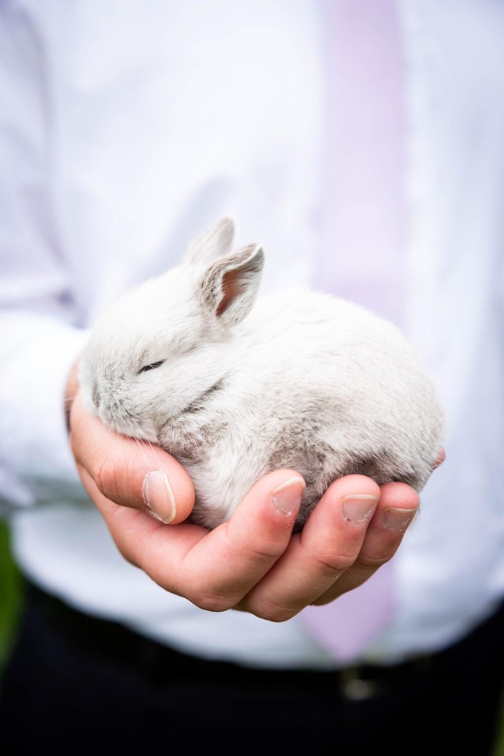 1000x1500 Rabbit Picture [HD]. Download Free Image
