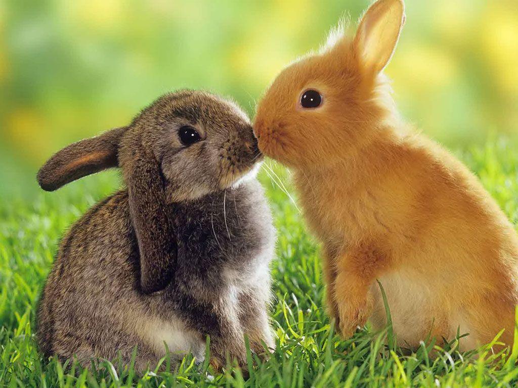 1024x768 Rabbits Wallpaper, HD Rabbits Background