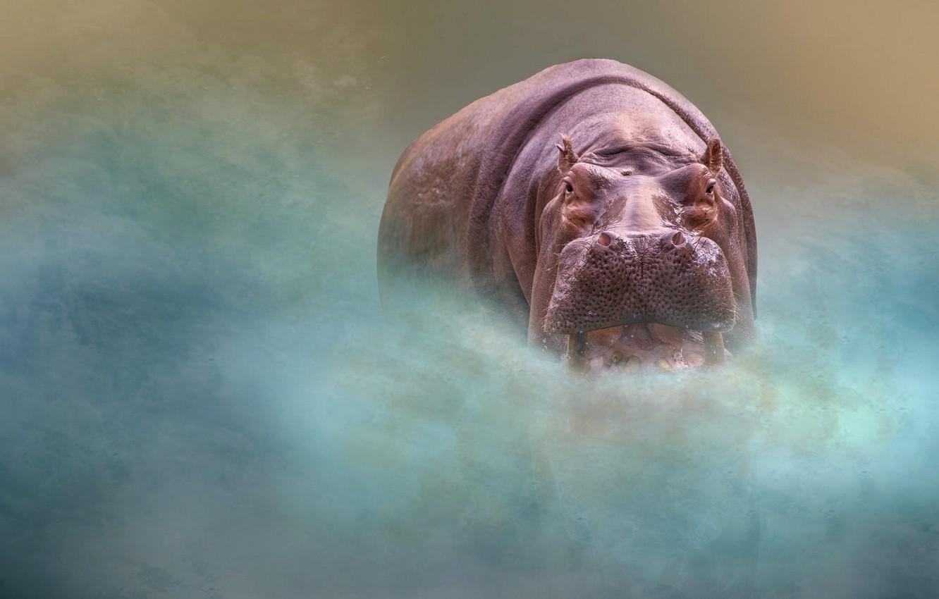 Hippo Desktop Wallpapers - Top Free Hippo Desktop Backgrounds