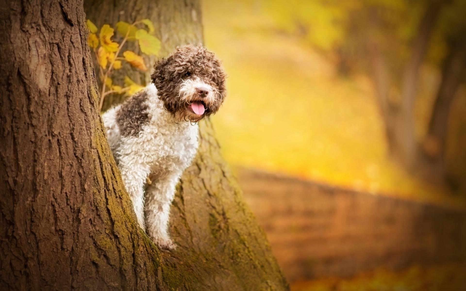 1920x1200 Portuguese Water Dog Wallpaper