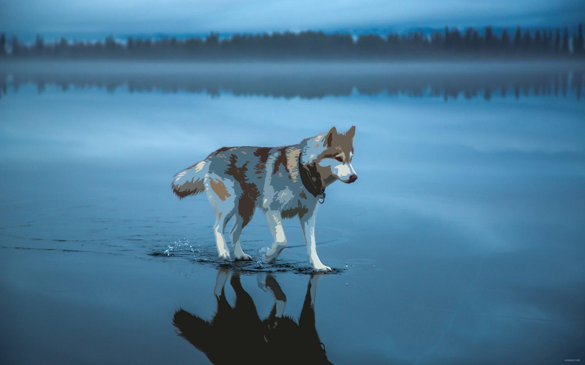 1920x1200 Water dog HD wallpaper