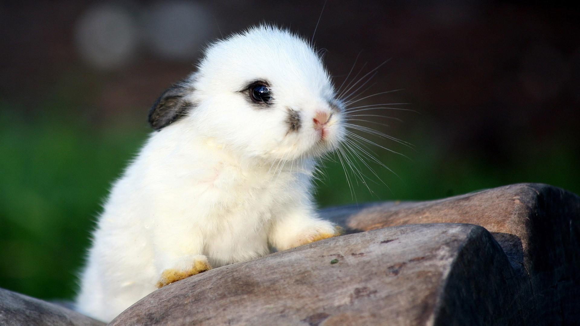 1920x1080 #rabbits, #nature, #baby animals, wallpaper. Mocah HD Wallpaper
