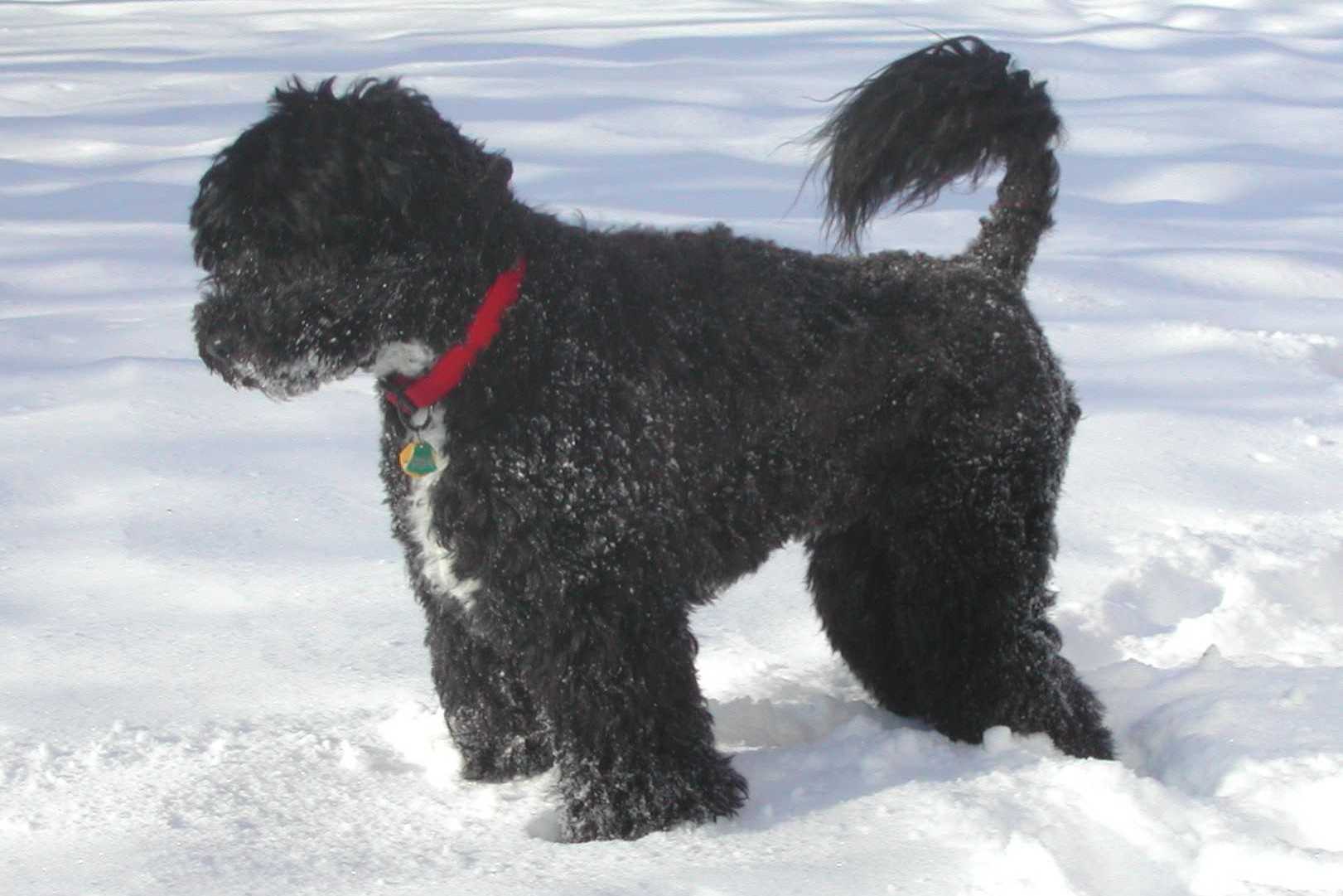 1621x1081 Portuguese Water Dog Wallpaper