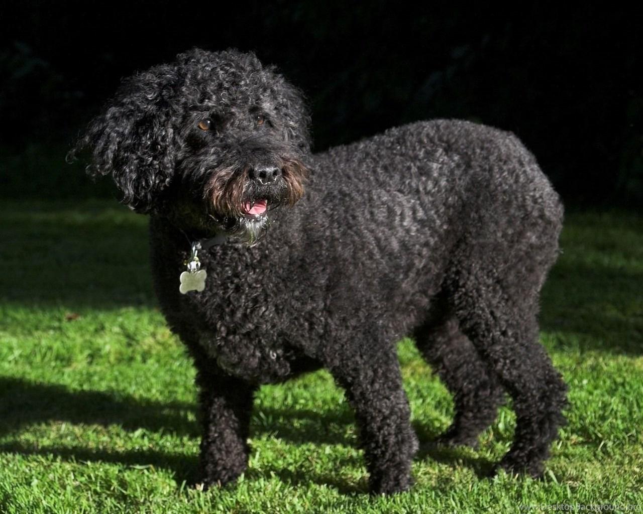 1280x1024 Spanish Water Dog Wallpaper HD Download Desktop Background