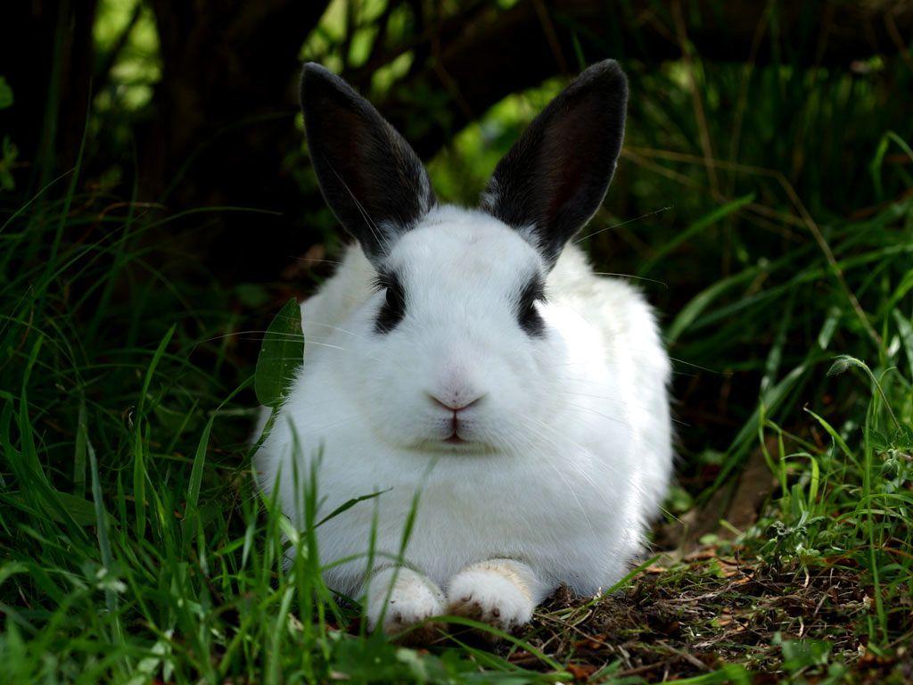 Rabbit Animal Wallpapers - Top Free Rabbit Animal Backgrounds ...