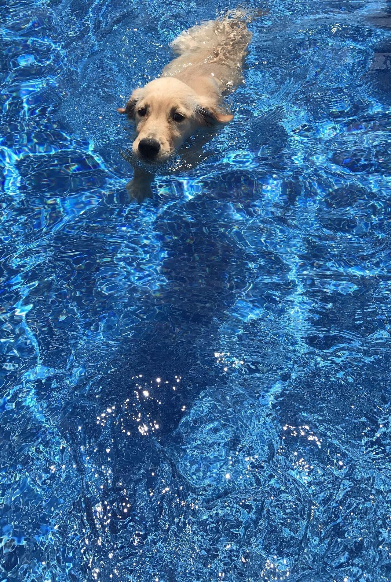 1280x1902 Swimming Dogs Wallpaper