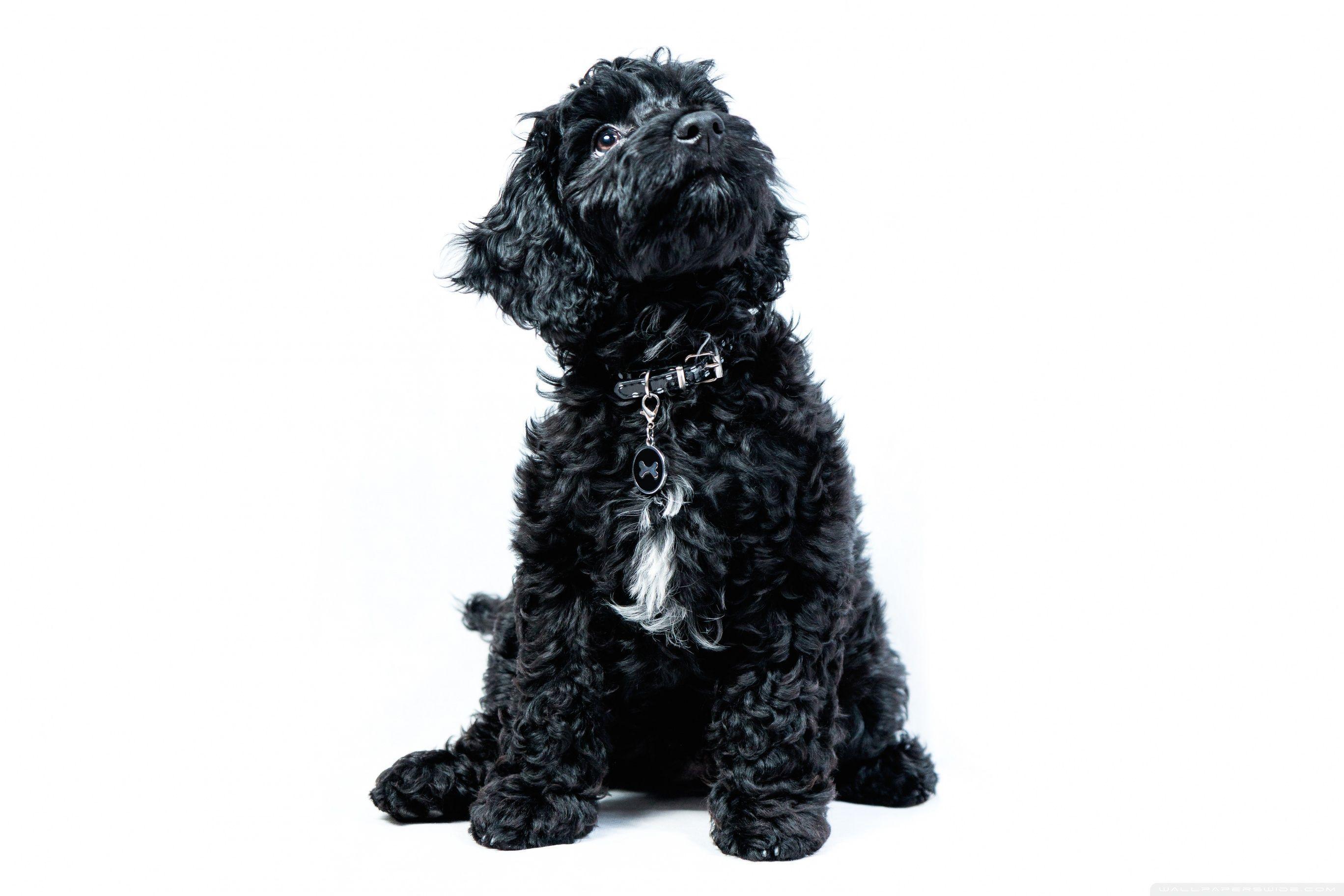 2736x1824 Portuguese Water Dog Wallpaper