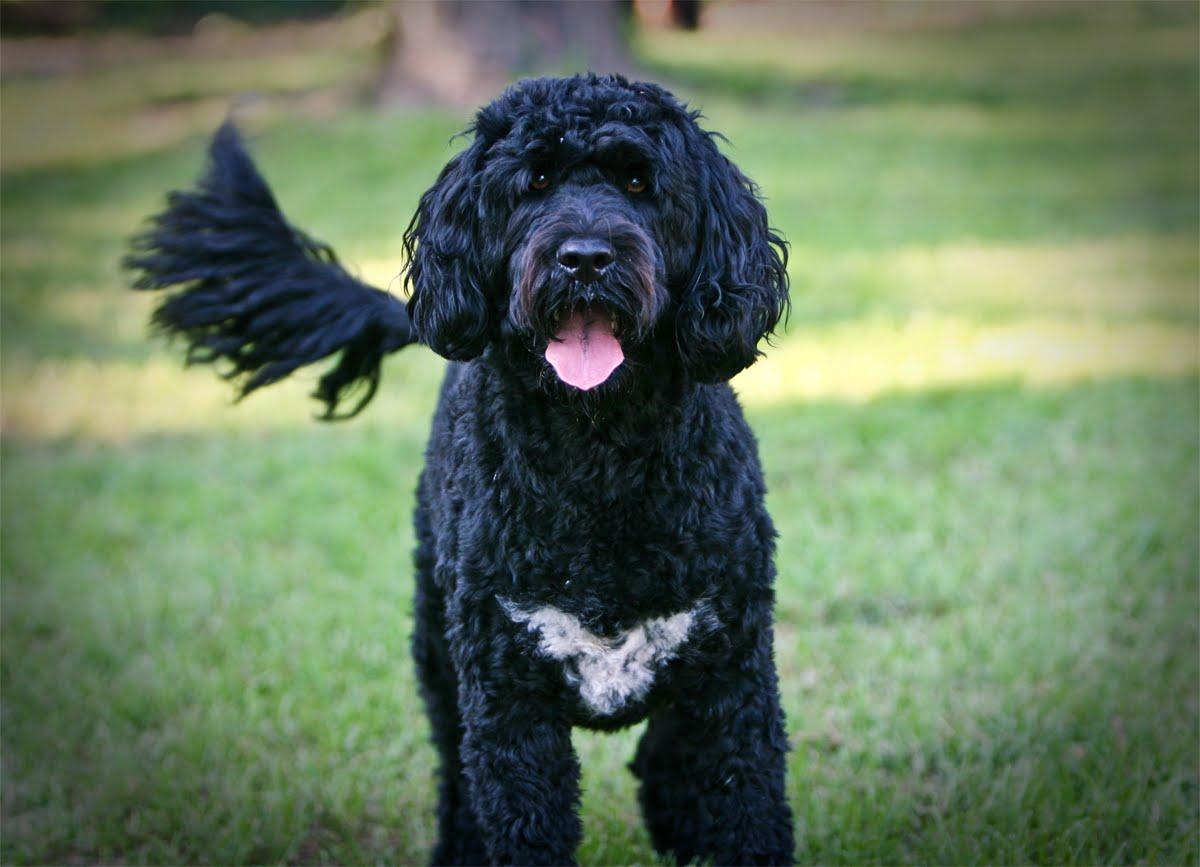 1200x867 Nice Portuguese Water Dog photo and wallpaper. Beautiful Nice Portuguese Water Dog picture