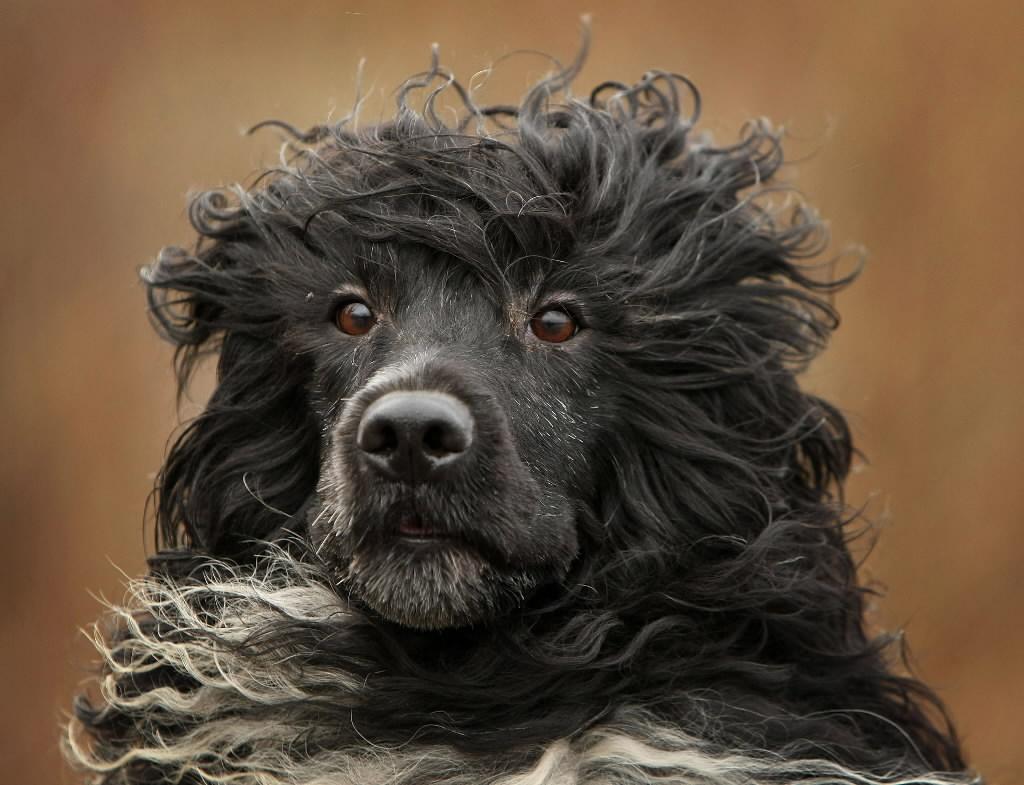 1024x785 Portuguese Water Dog face photo and wallpaper. Beautiful Portuguese Water Dog face picture