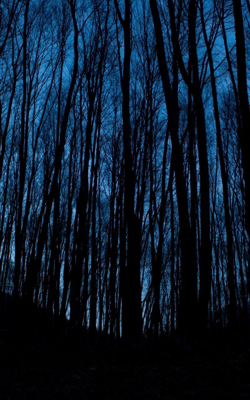 800x1280 Download 800x1280 Forest, Dark, Trees, Sky, Scarry Wallpaper