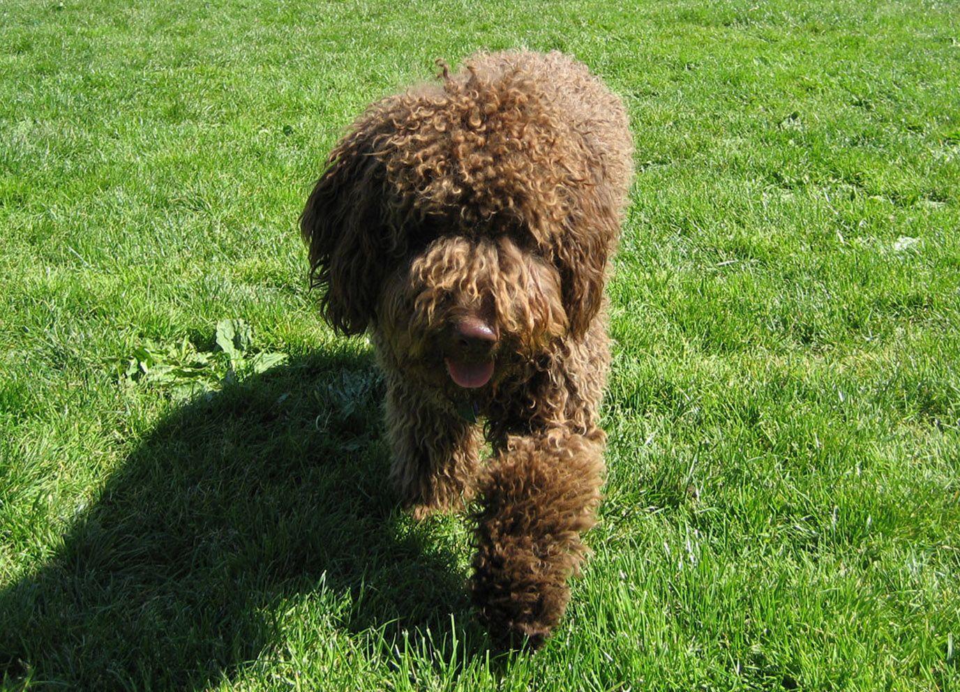 1376x992 Walking Spanish Water Dog photo. Spanish water dog, Dog wallpaper, Dog photo