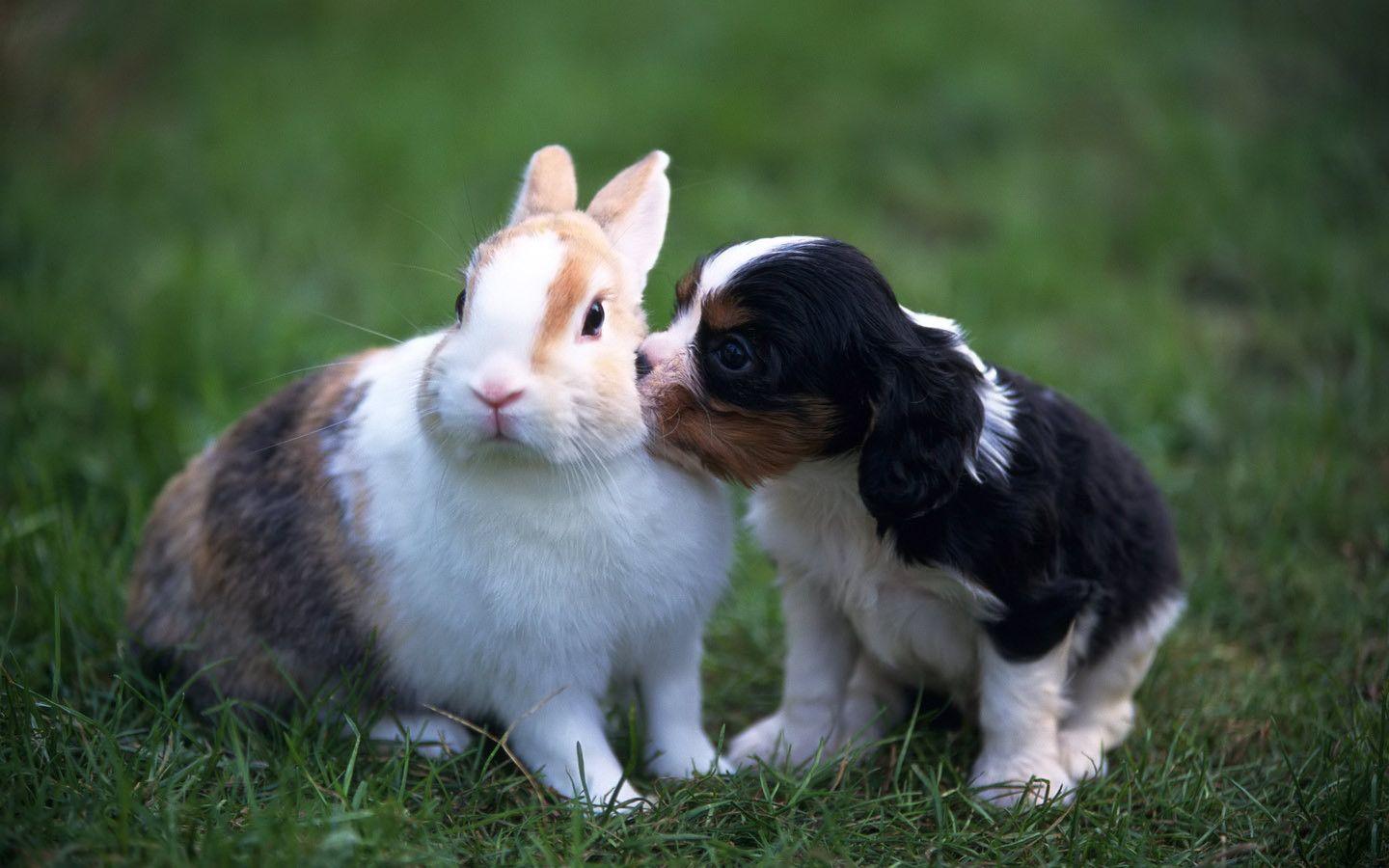 1440x900 Puppy And Rabbit Wallpaper