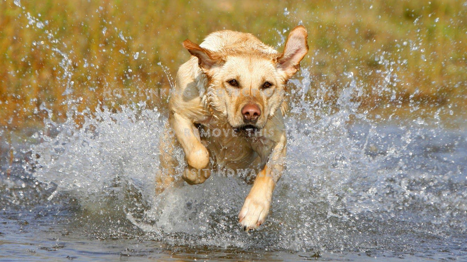 1600x900 Summer Happiness Retrievers HD Labrador Running Through Water
